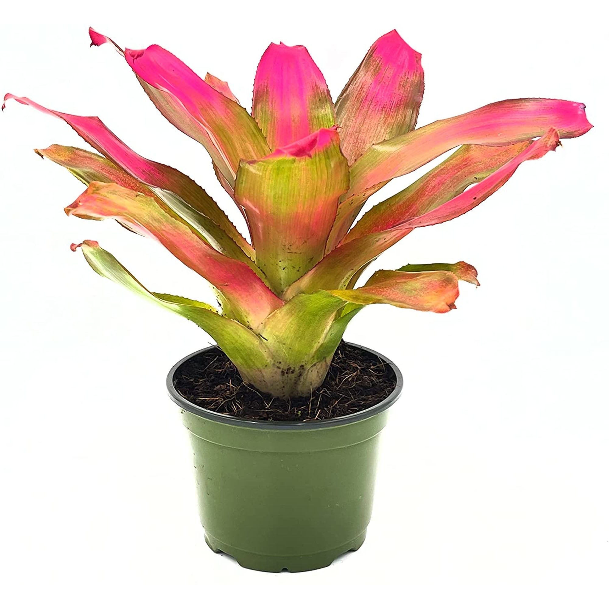 Bromeliad Neoregelia Romance