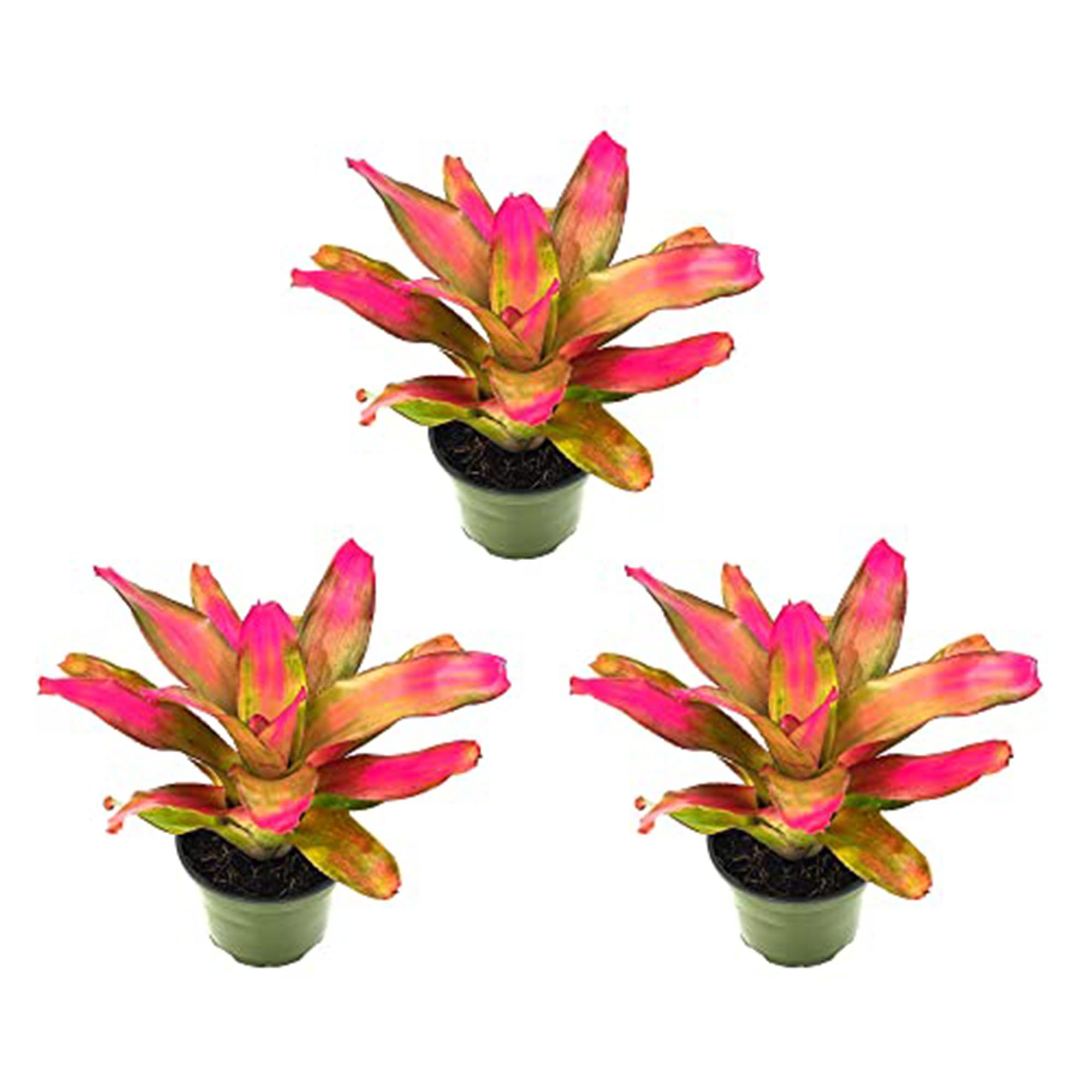 Bromeliad Neoregelia Romance