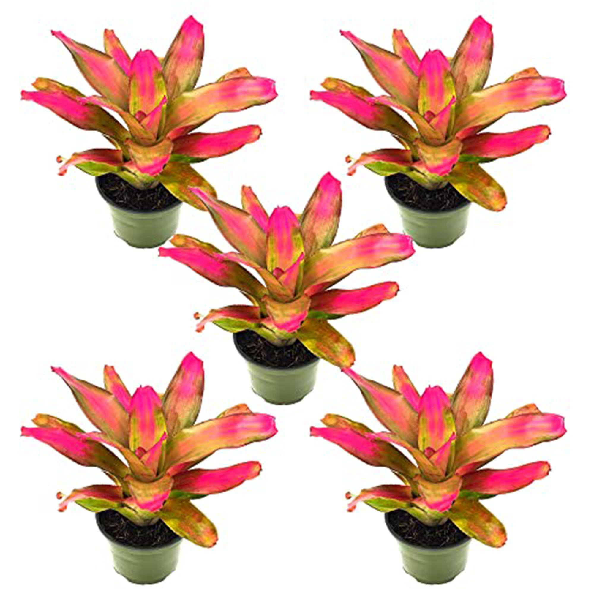 Bromeliad Neoregelia Romance