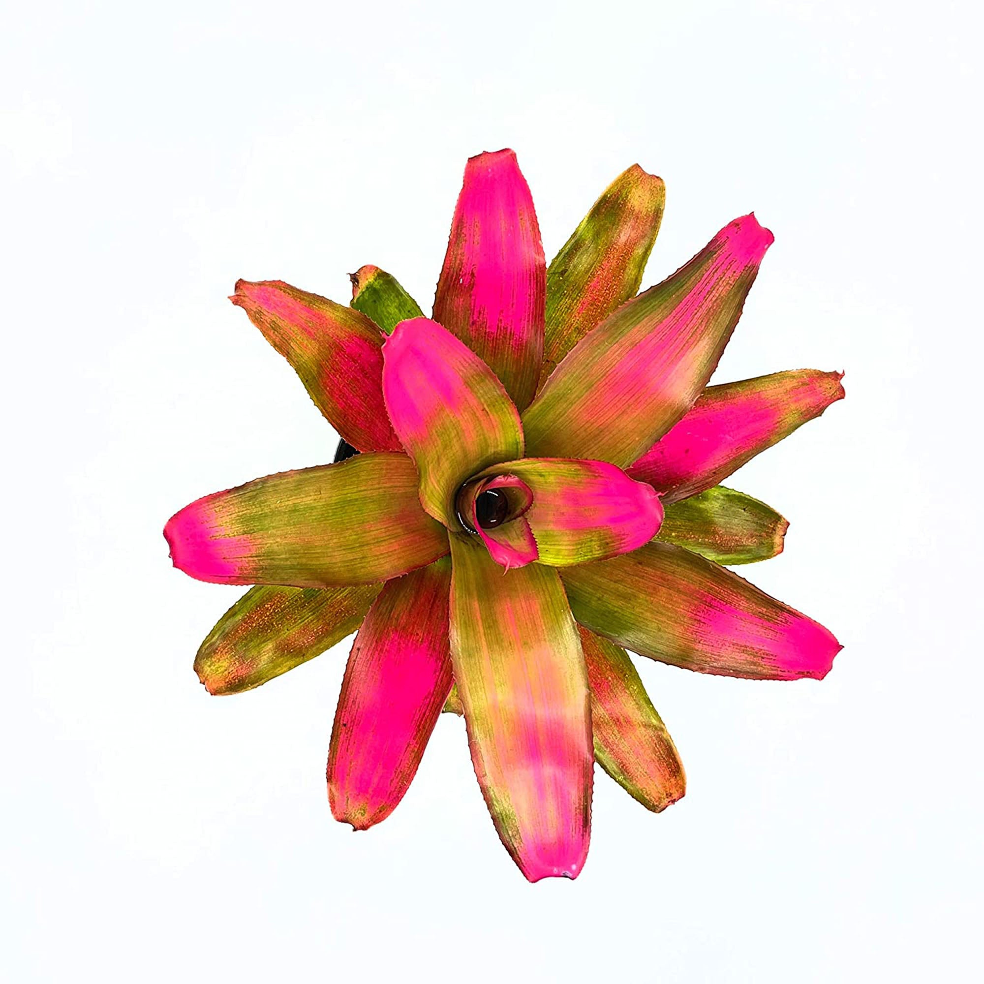 Bromeliad Neoregelia Romance