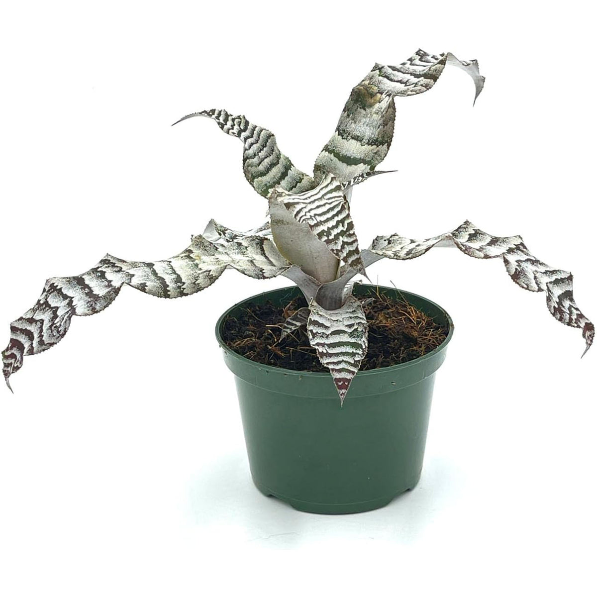 is cryptanthus a succulent Cryptanthus Absolute Zero