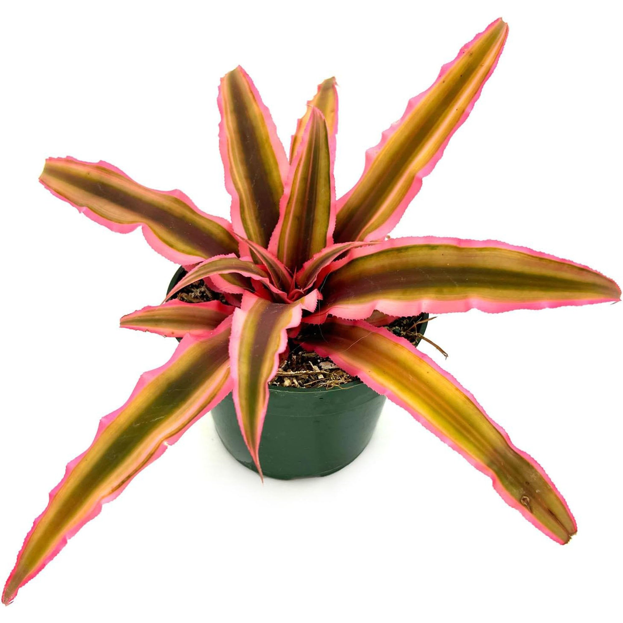 Cryptanthus Pink Star