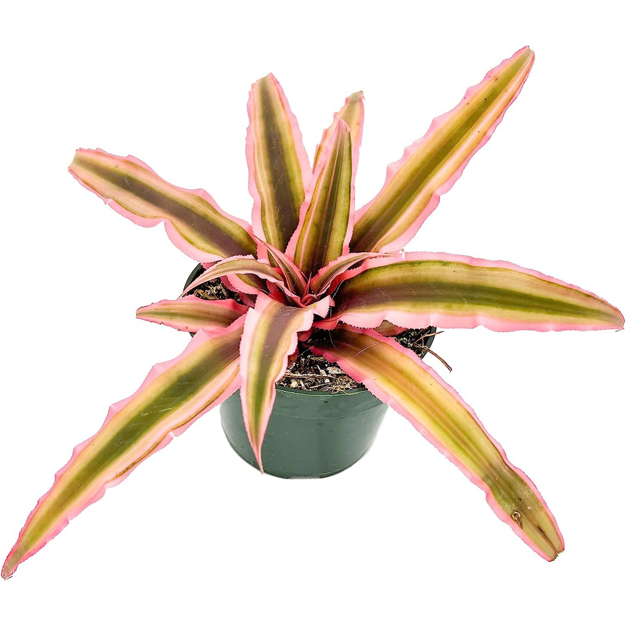 Cryptanthus Pink Star