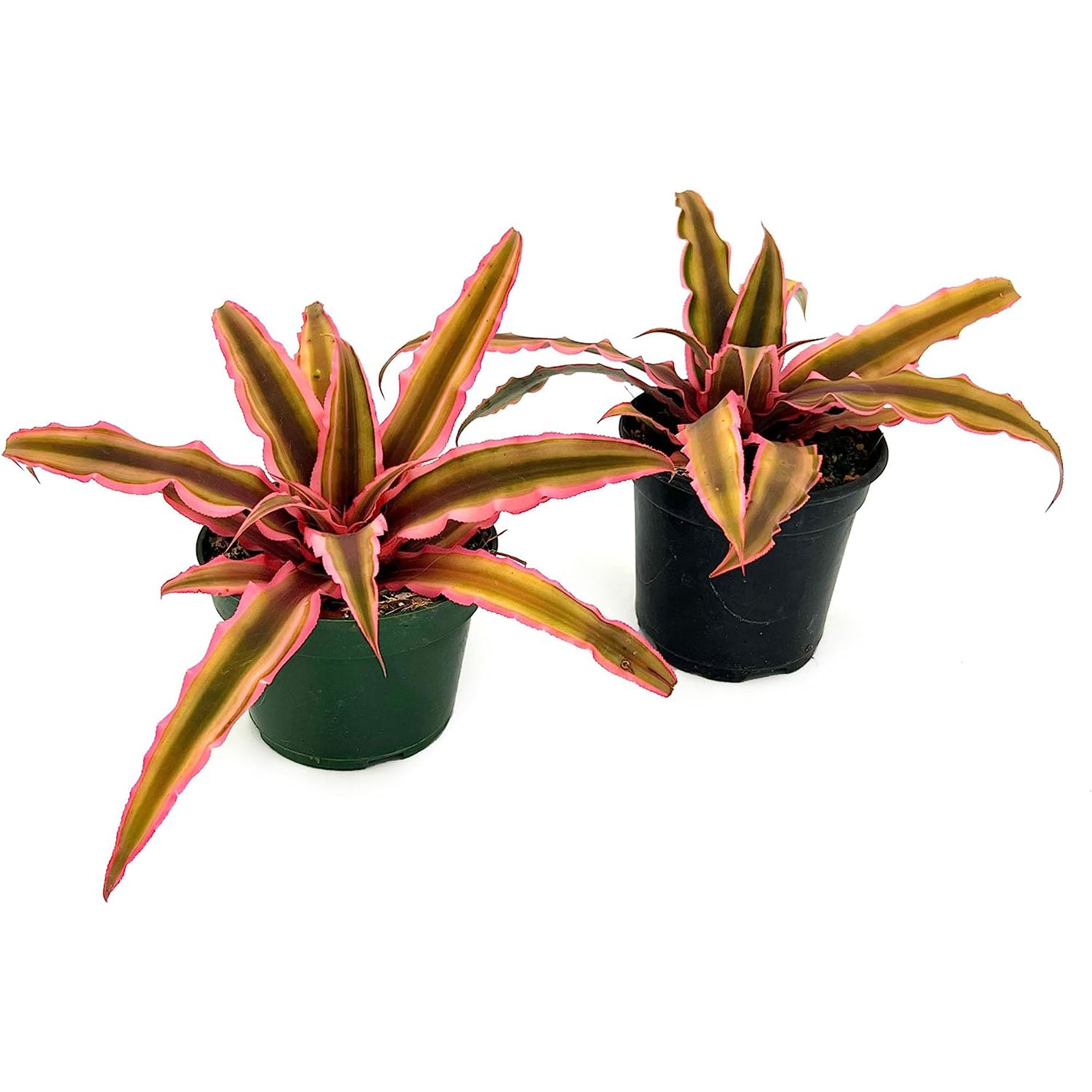 Cryptanthus Pink Star