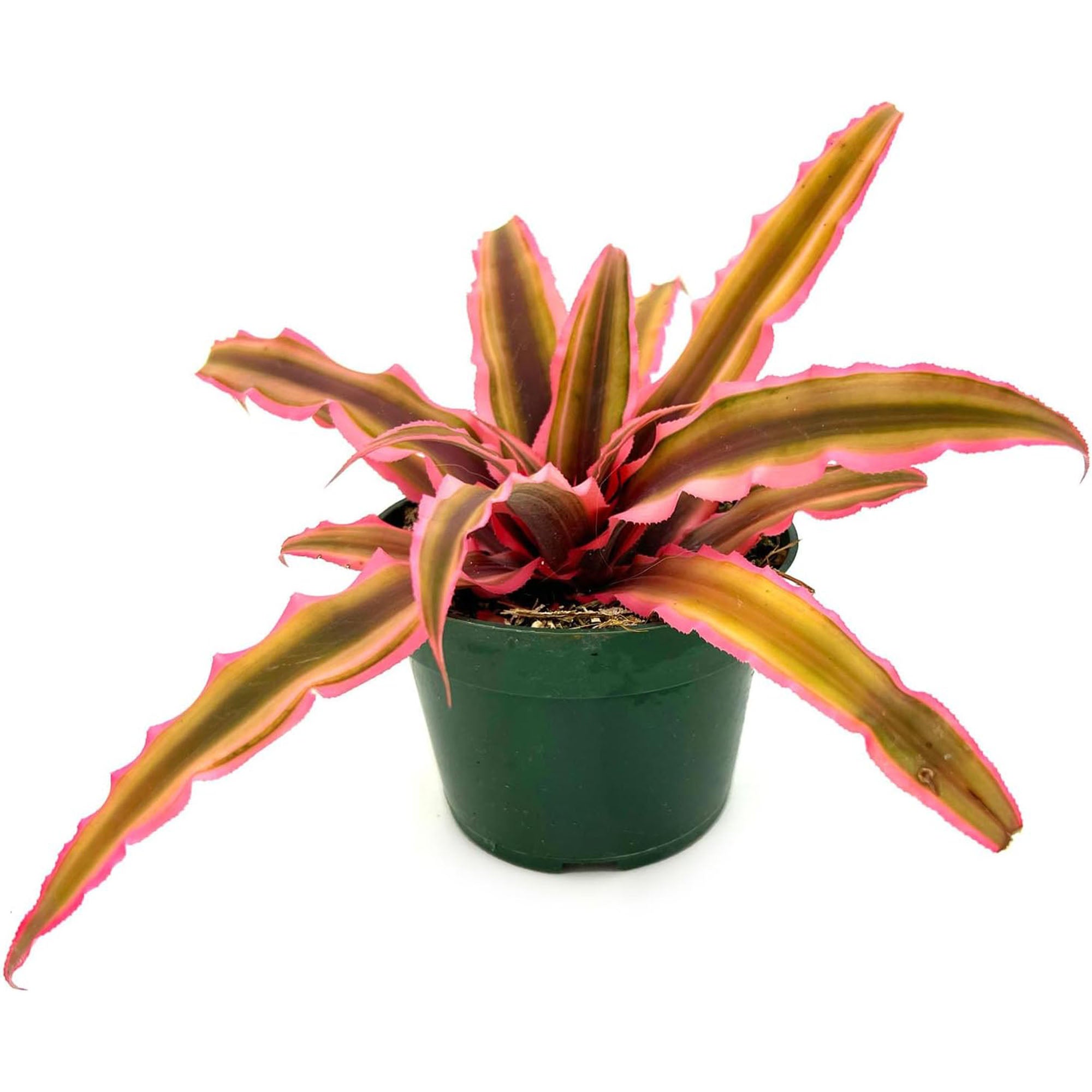 Cryptanthus Pink Star