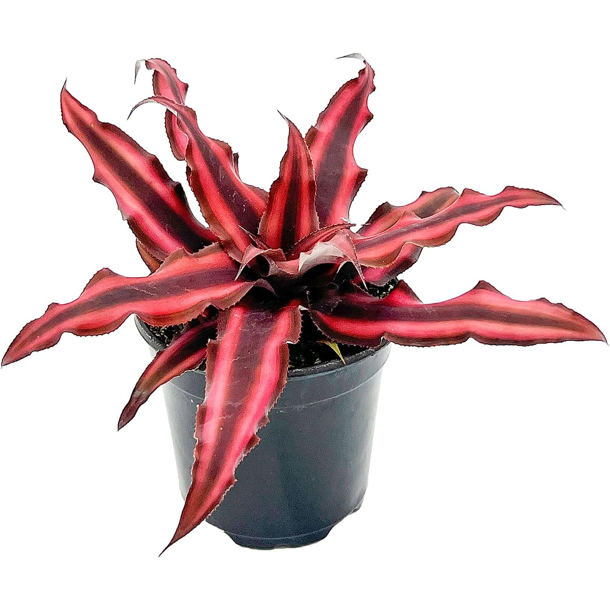 Cryptanthus Red Star