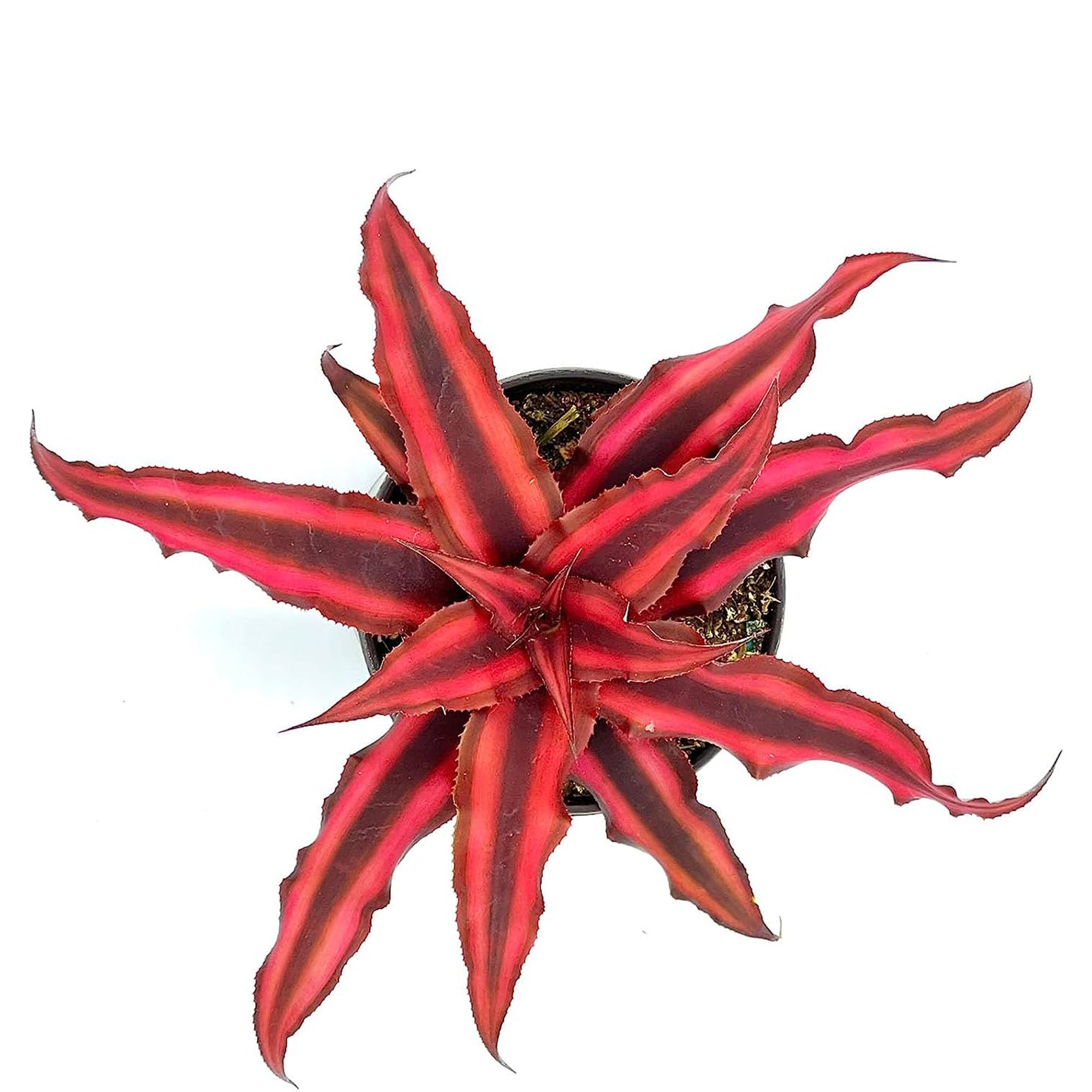 Cryptanthus Red Star