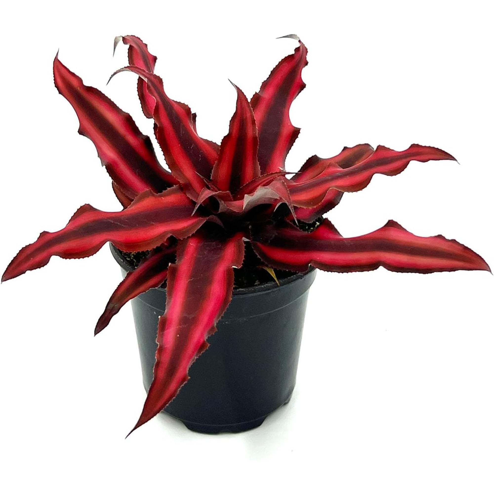 Cryptanthus Red Star