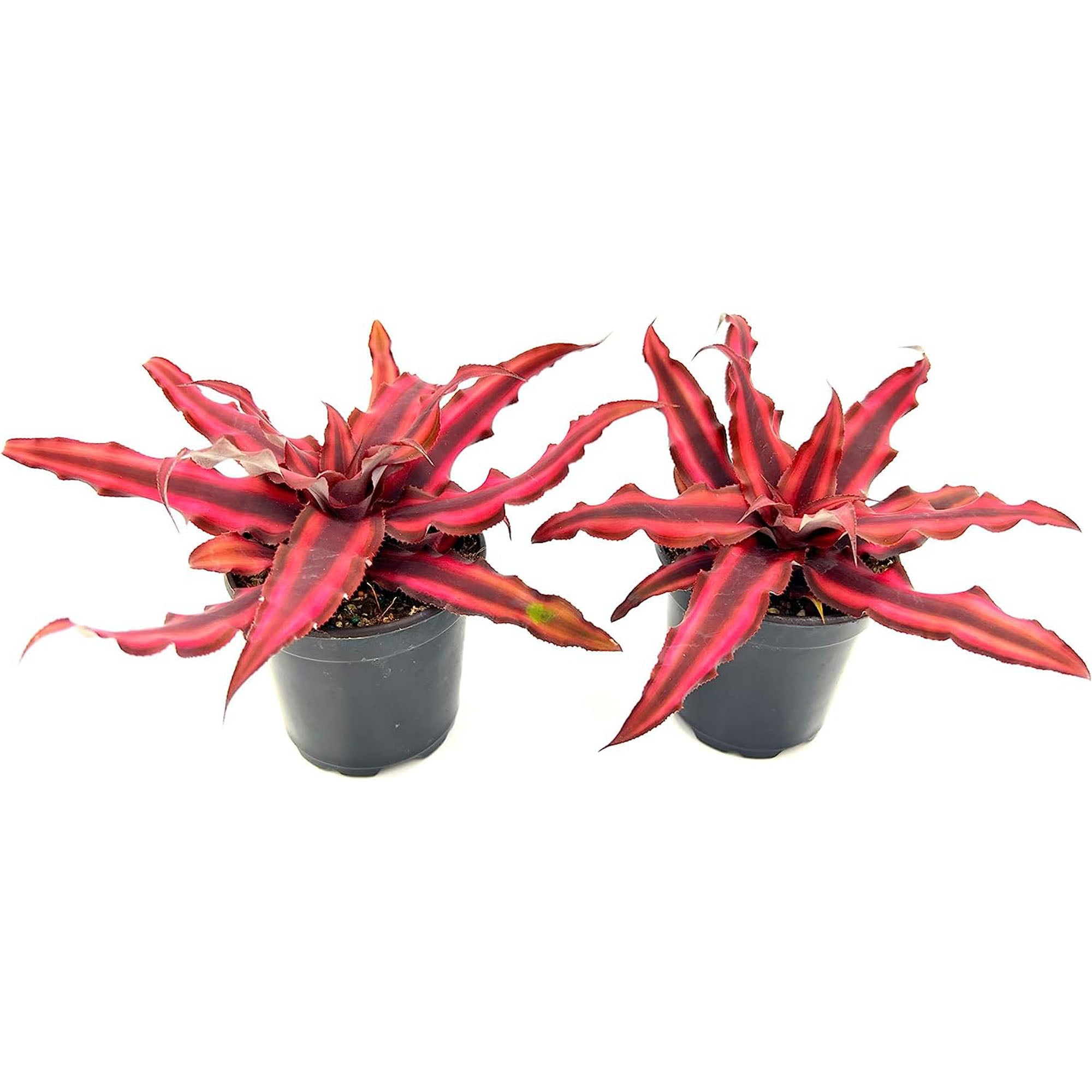 Cryptanthus Red Star