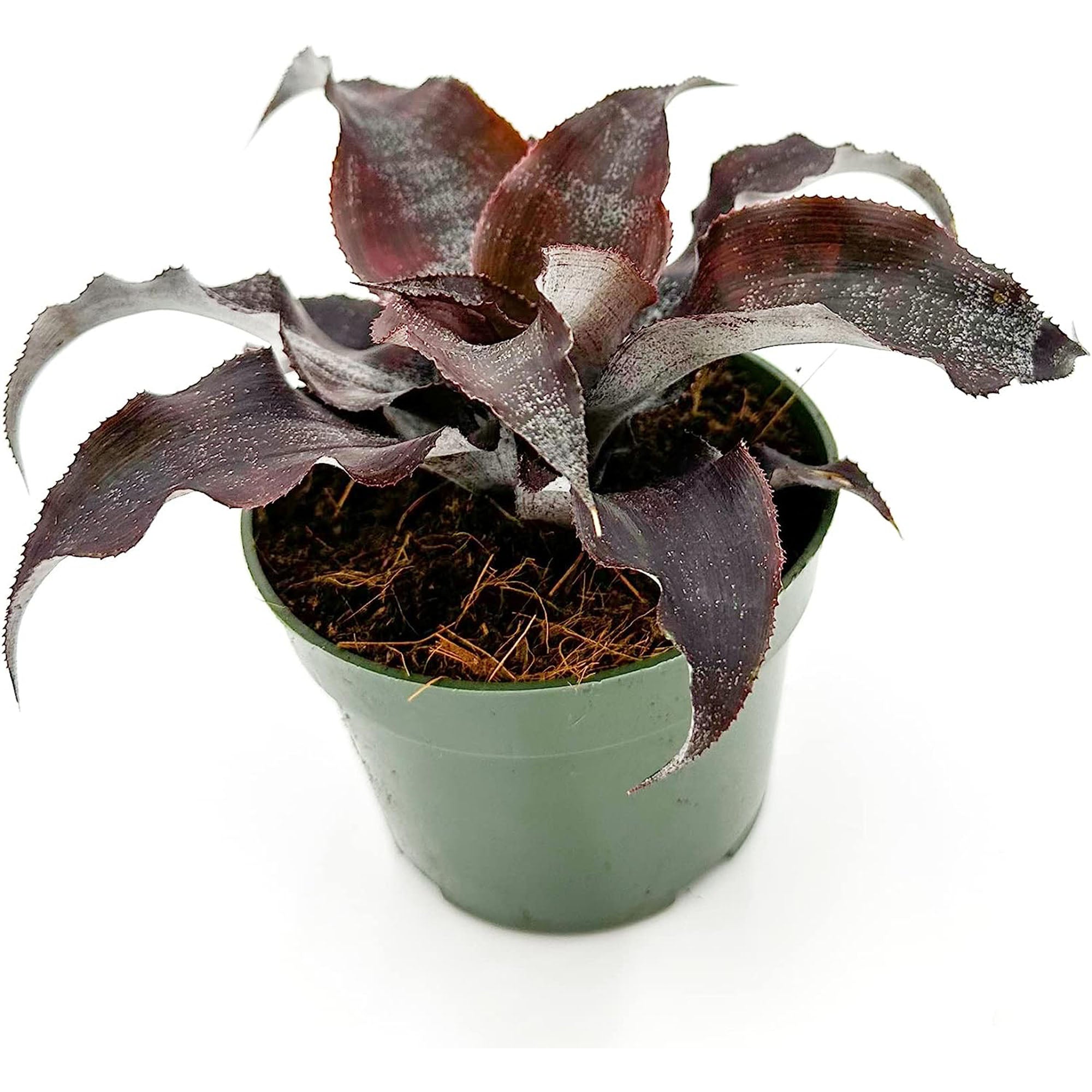 Cryptanthus Wild Cherry