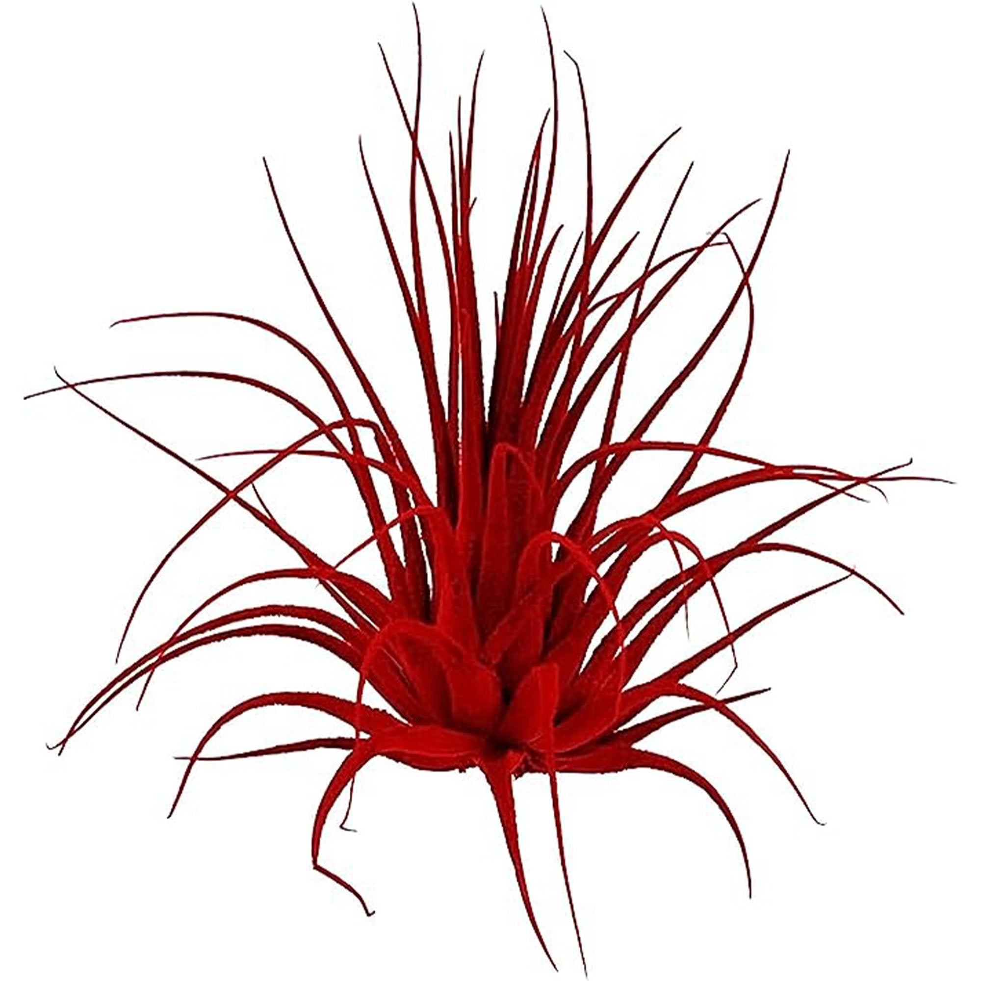 Dyed Tillandsia Ionantha Regular