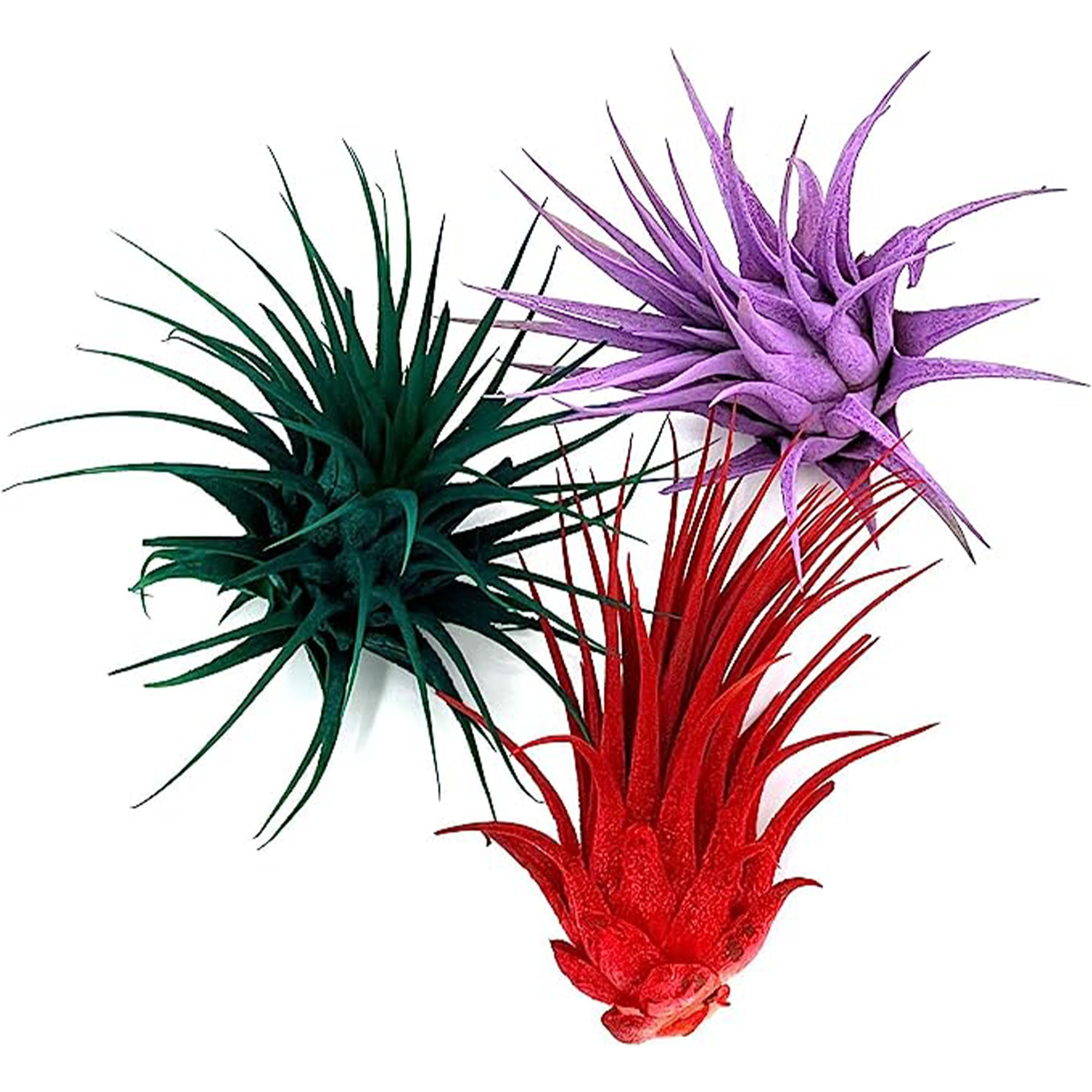 Dyed Tillandsia Ionantha Regular