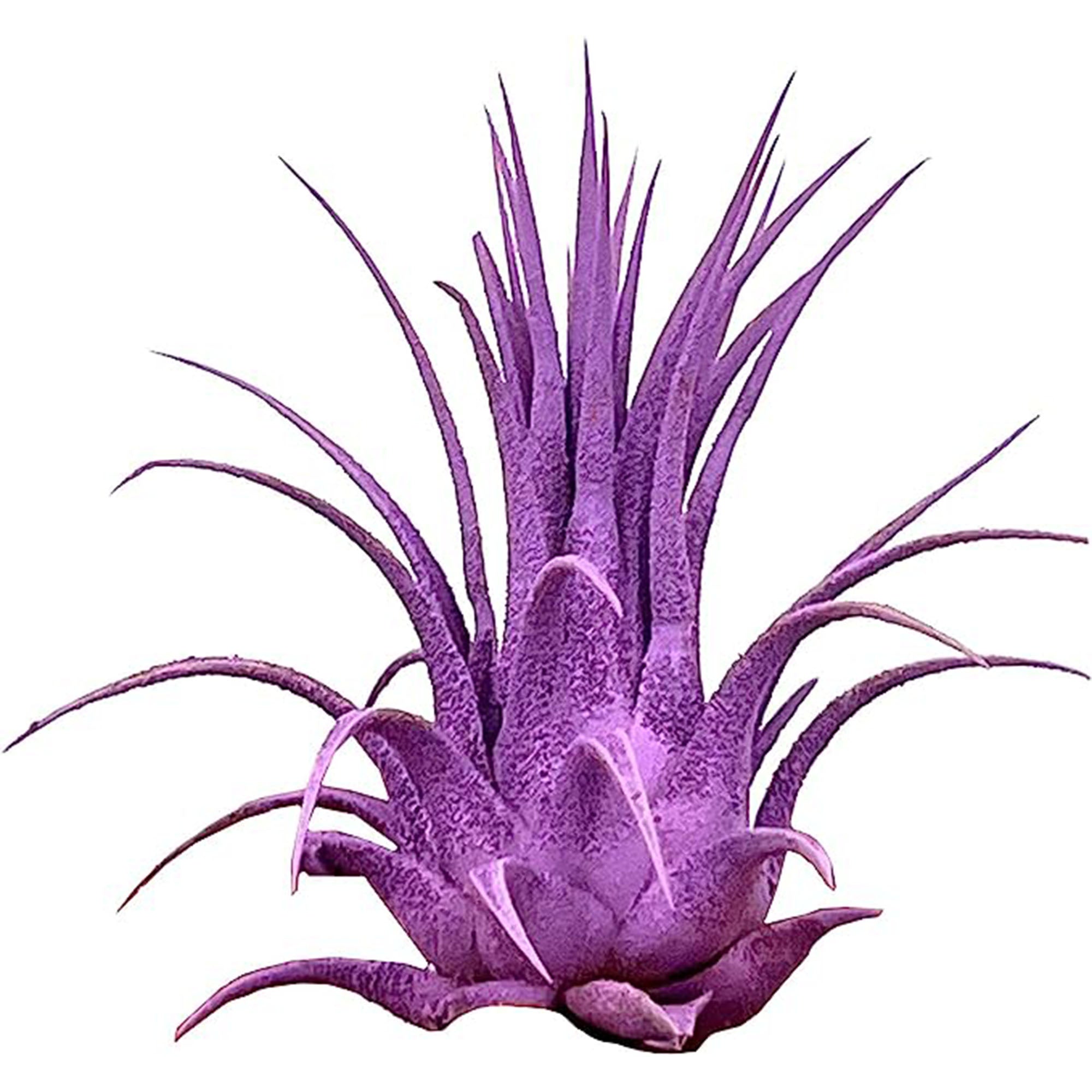 Dyed Tillandsia Ionantha Regular