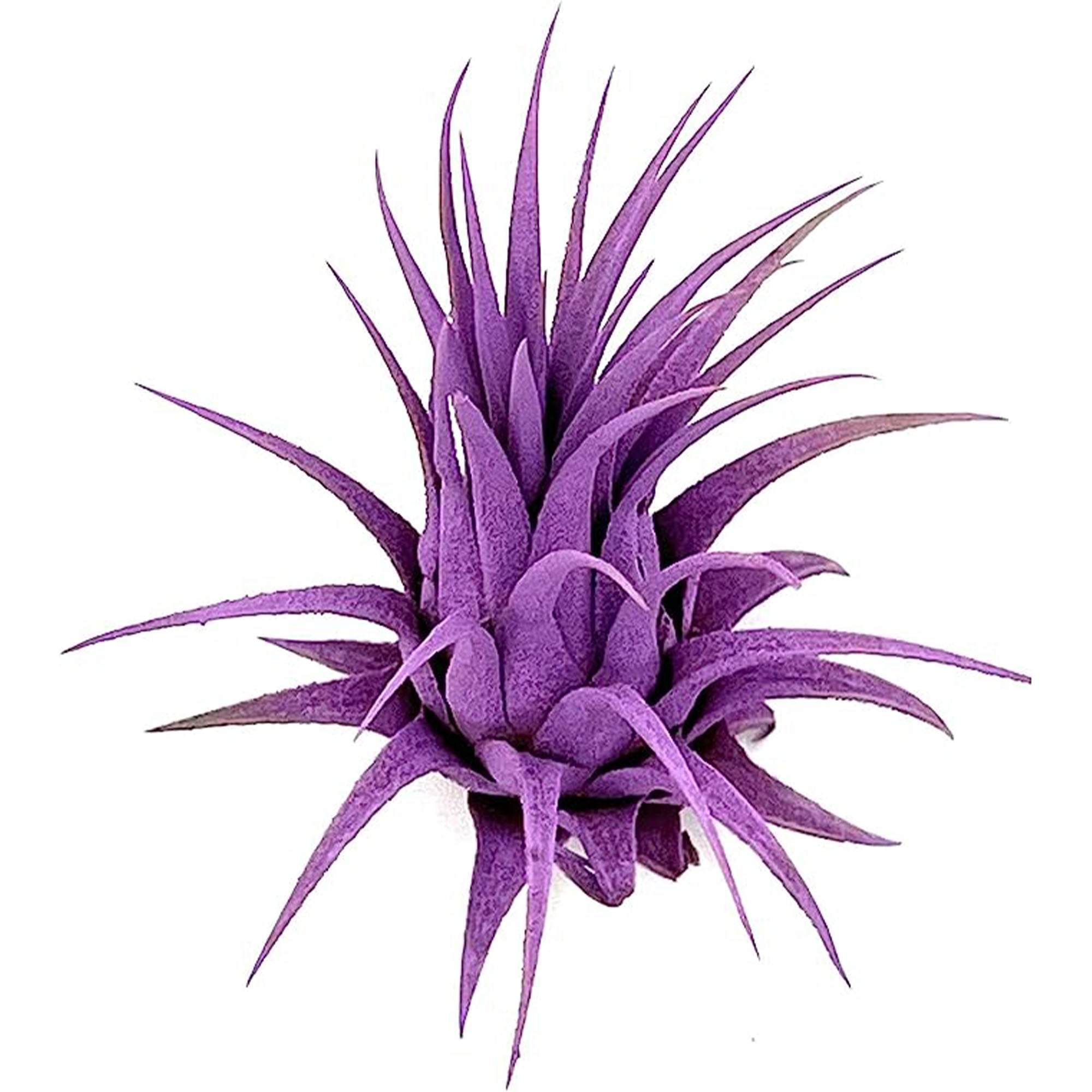 Dyed Tillandsia Ionantha Regular