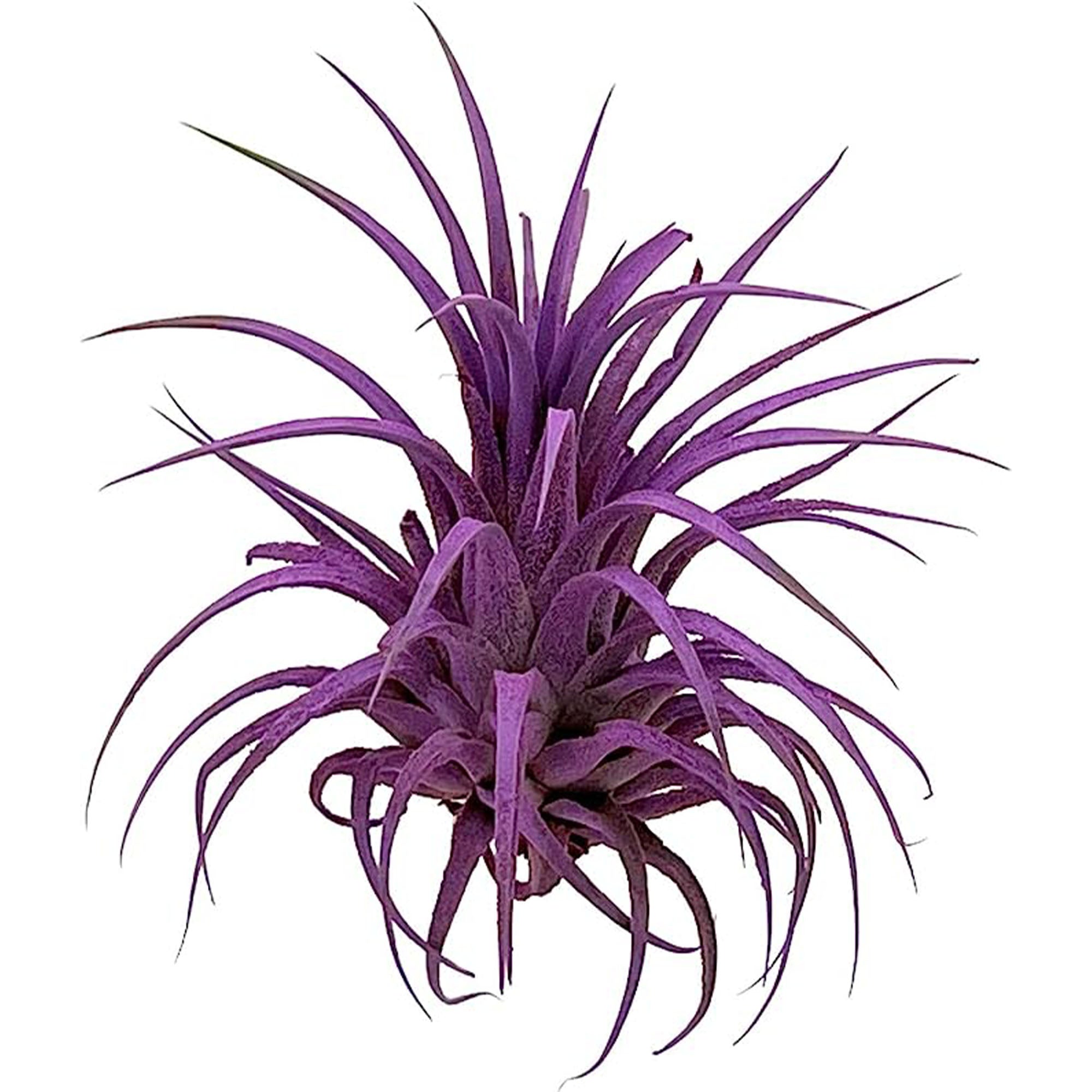 Dyed Tillandsia Ionantha Regular