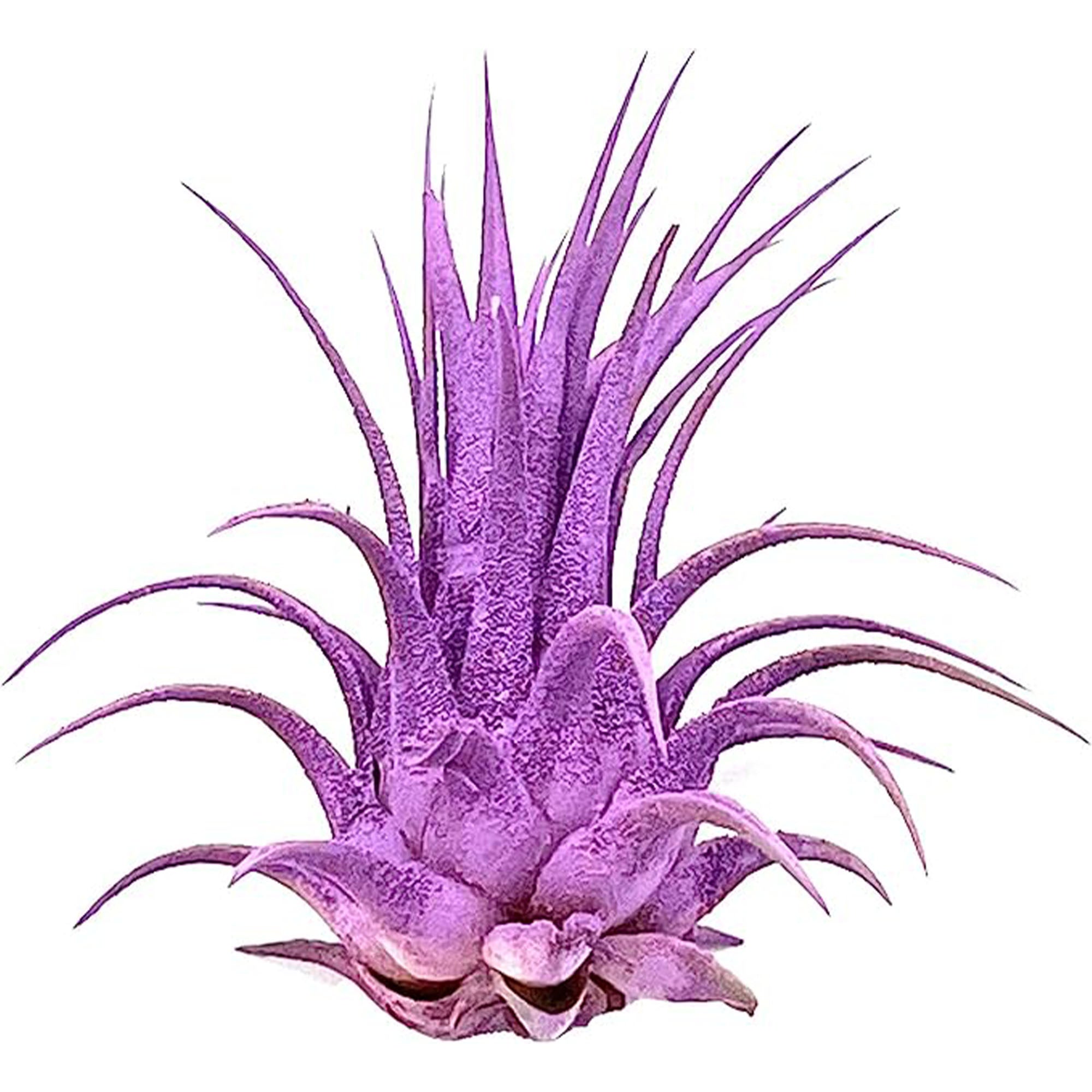 Dyed Tillandsia Ionantha Regular