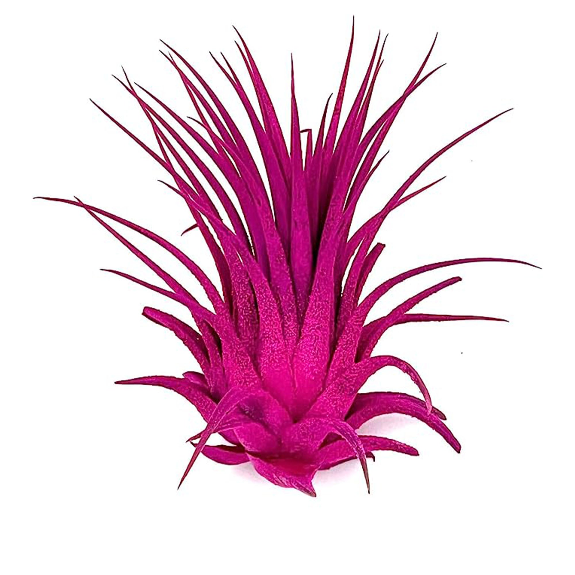 Dyed Tillandsia Ionantha Regular