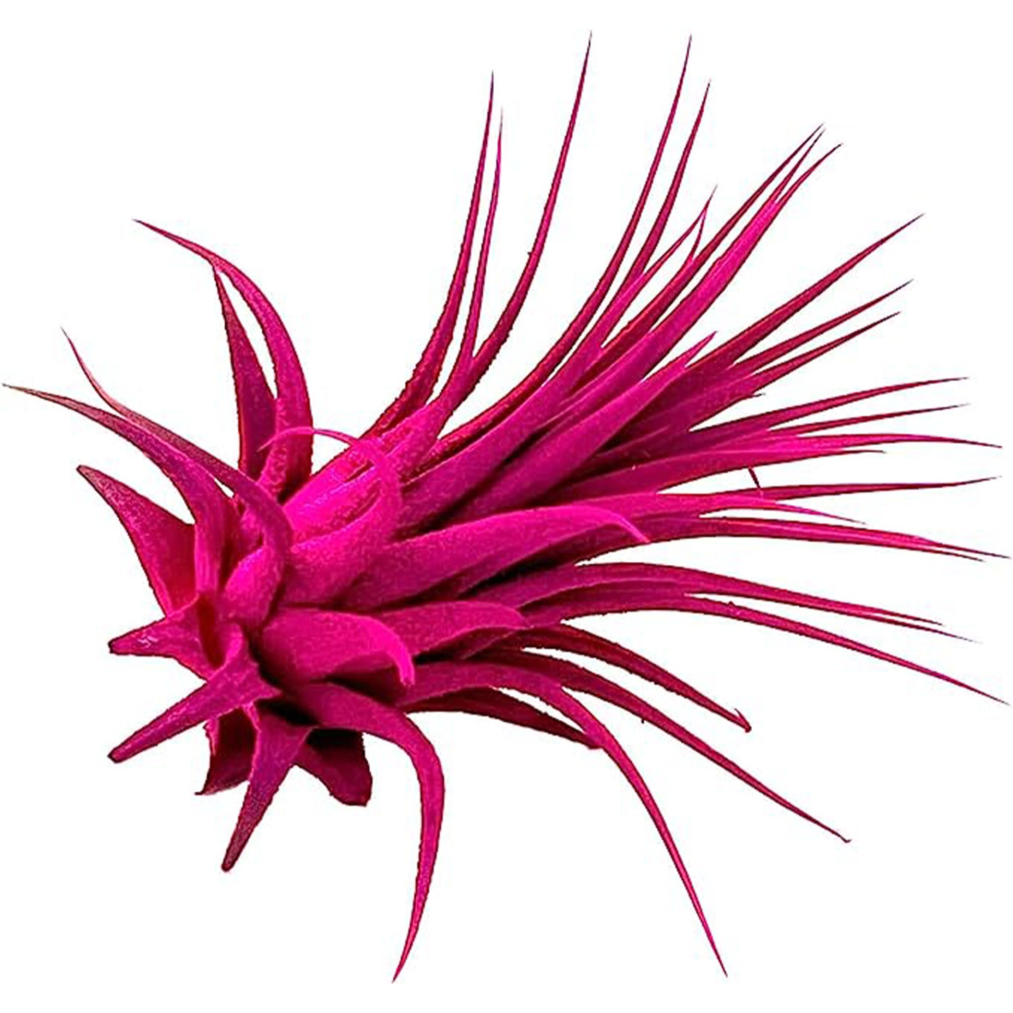 Dyed Tillandsia Ionantha Regular