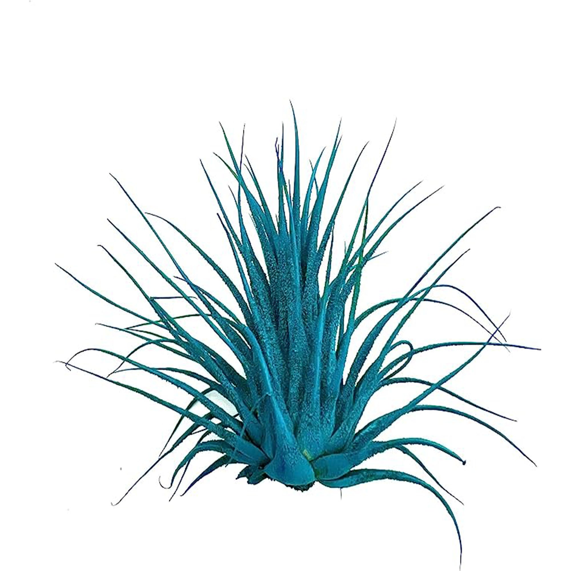 Dyed Tillandsia Ionantha Regular