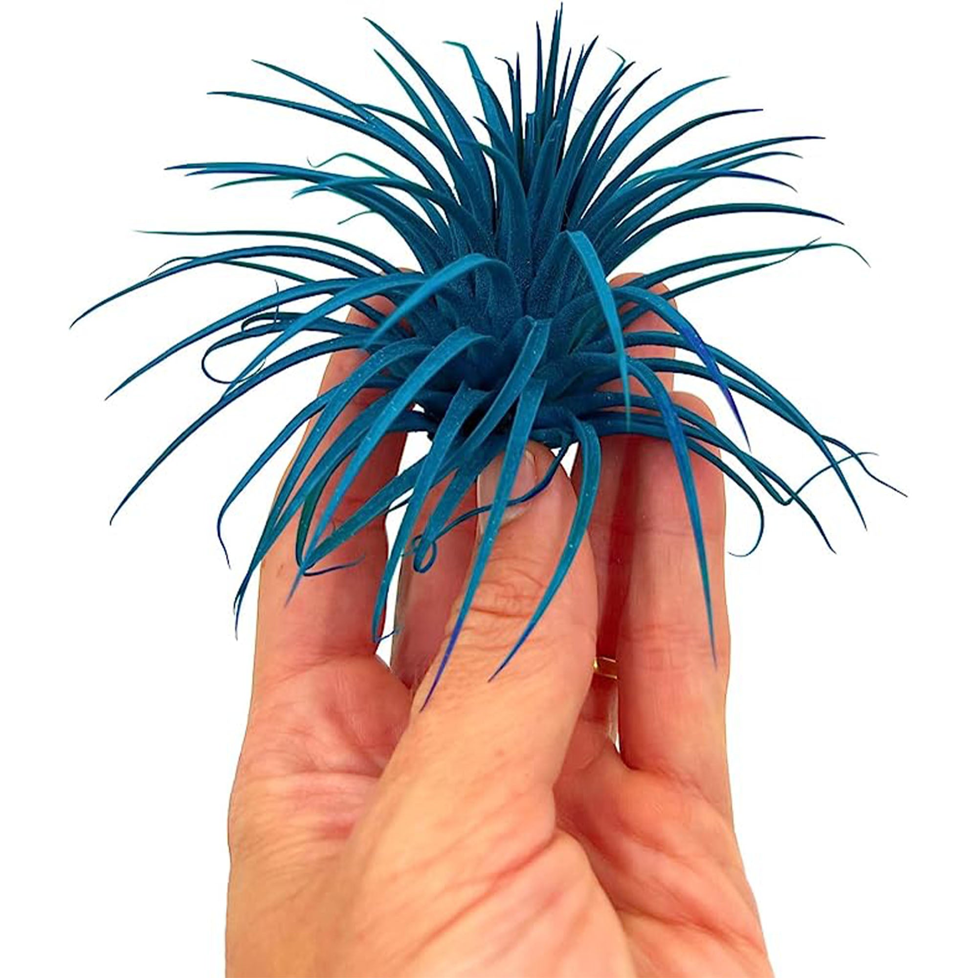 Dyed Tillandsia Ionantha Regular