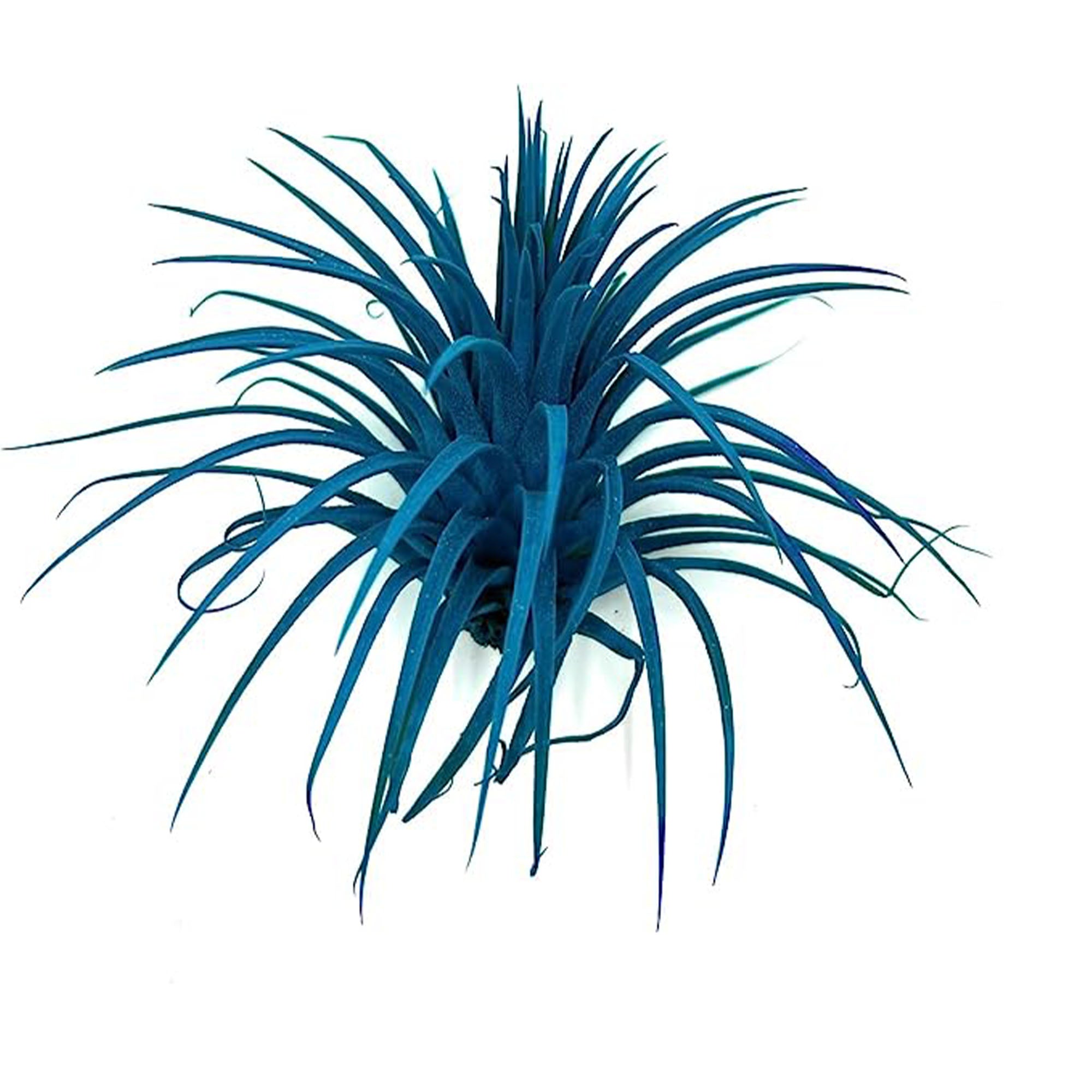 Dyed Tillandsia Ionantha Regular