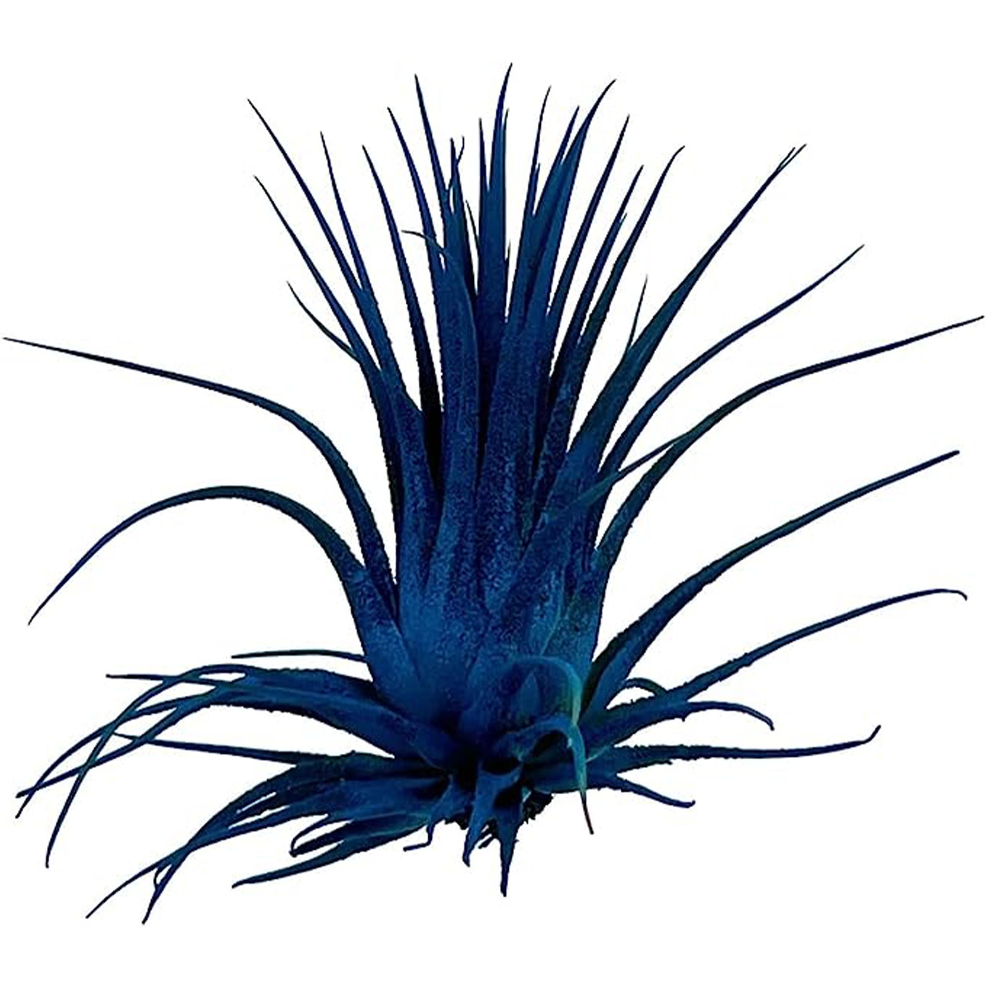 Dyed Tillandsia Ionantha Regular