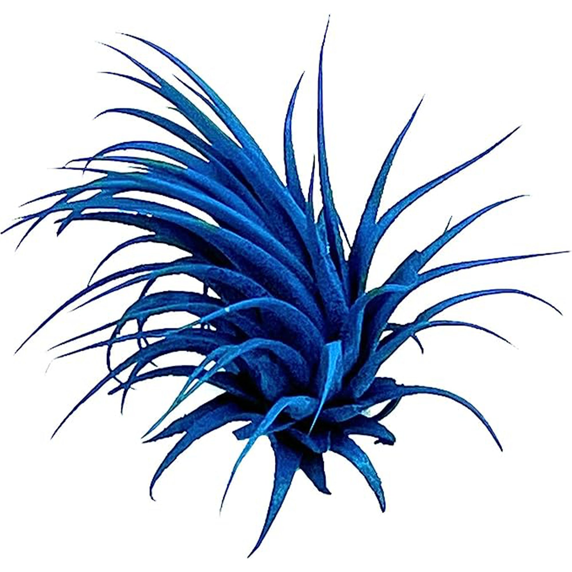 Dyed Tillandsia Ionantha Regular