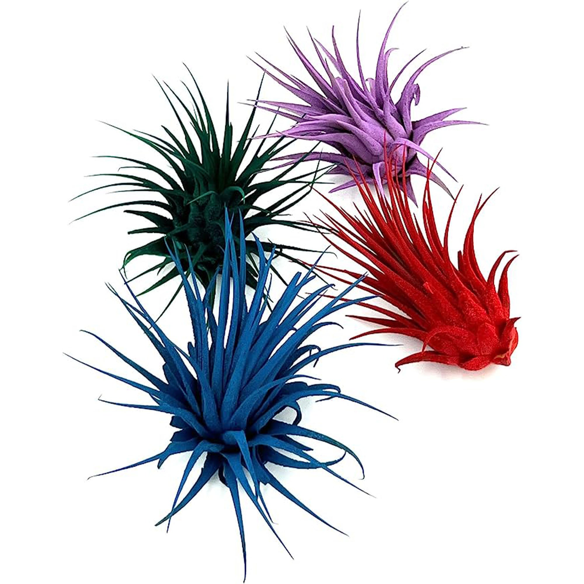 Dyed Tillandsia Ionantha Regular