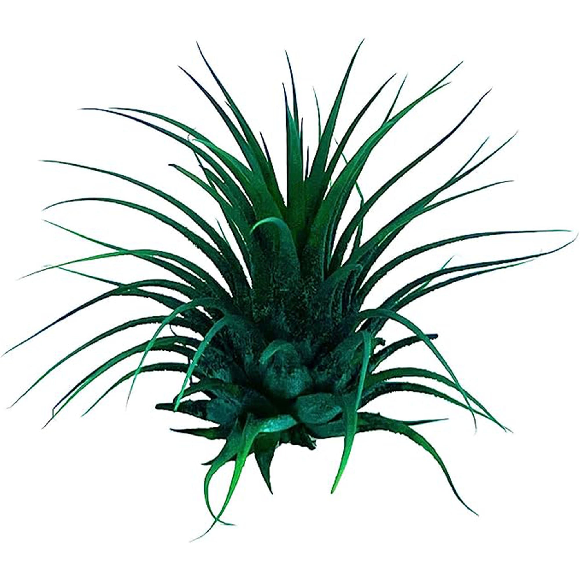 Dyed Tillandsia Ionantha Regular