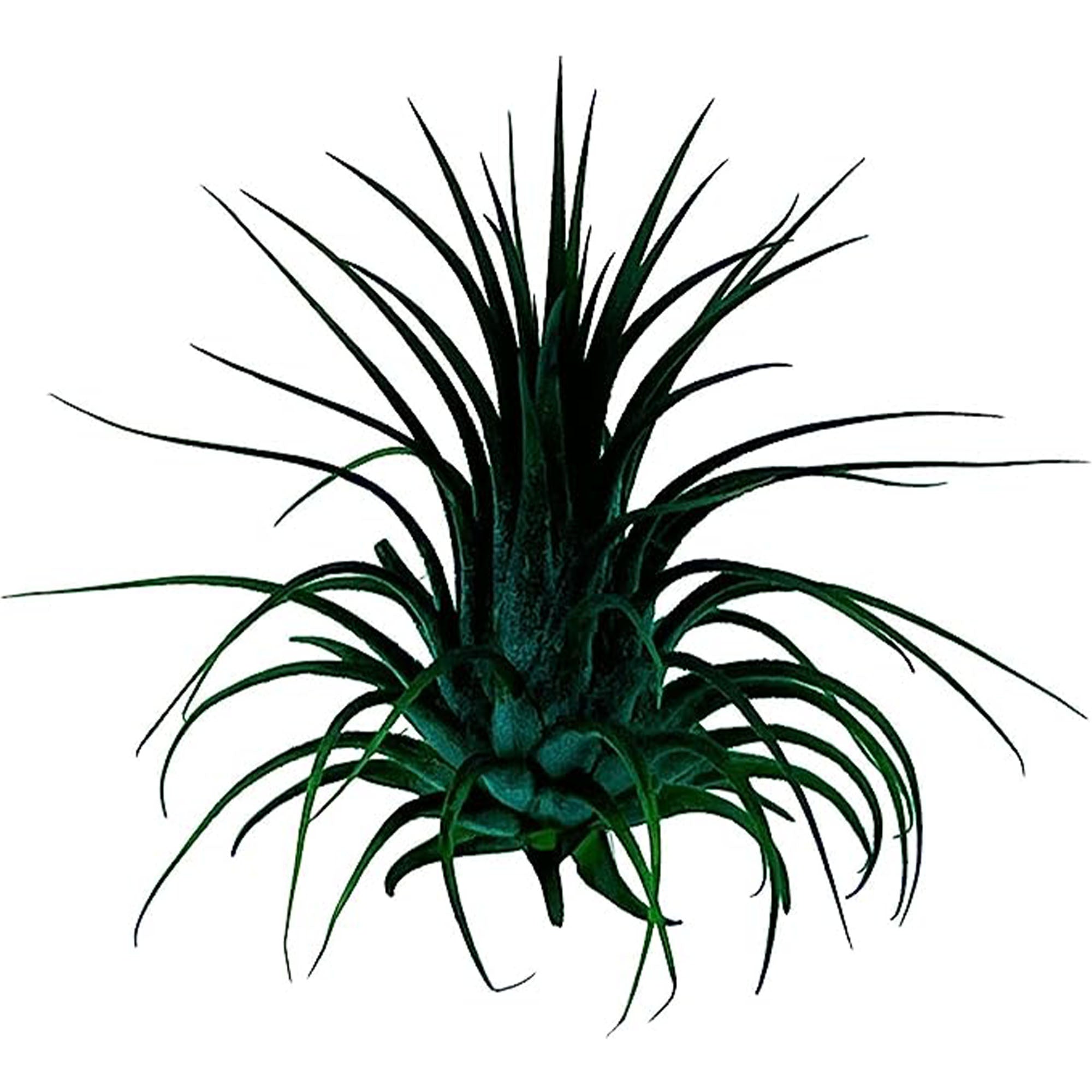 Dyed Tillandsia Ionantha Regular