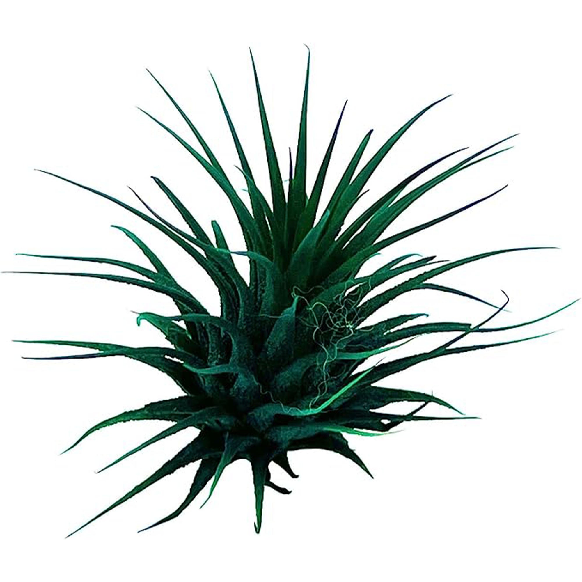 Dyed Tillandsia Ionantha Regular