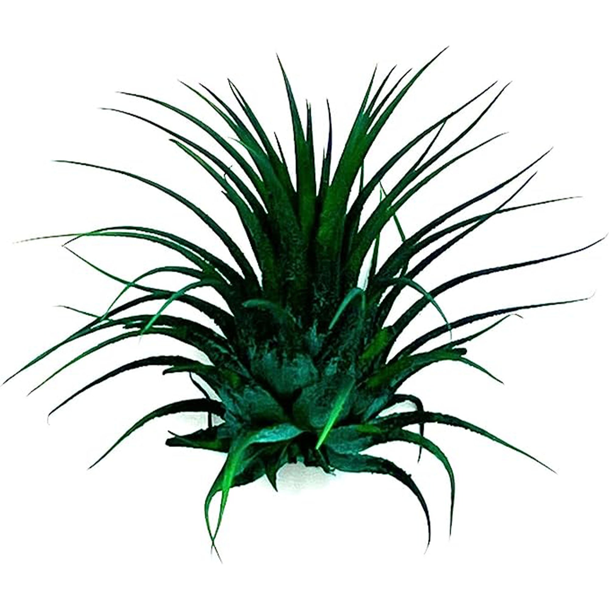 Dyed Tillandsia Ionantha Regular