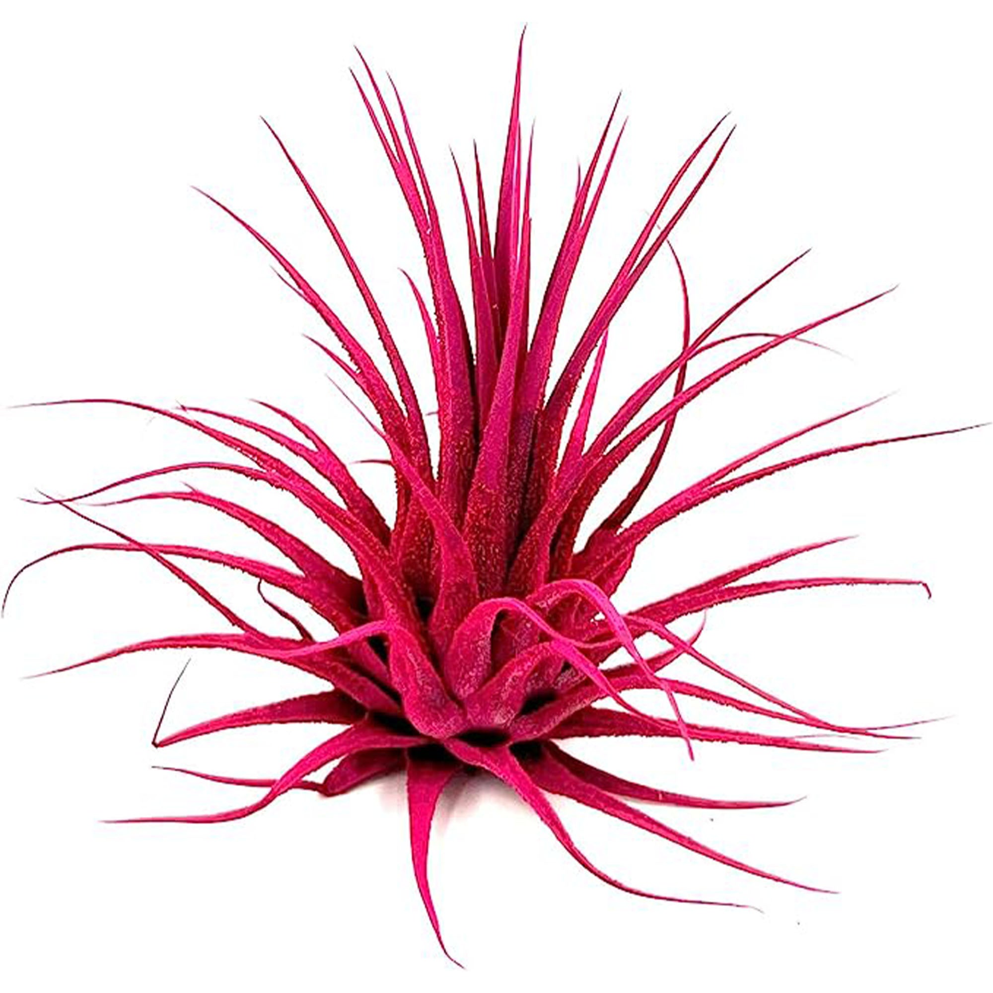 Dyed Tillandsia Ionantha Regular