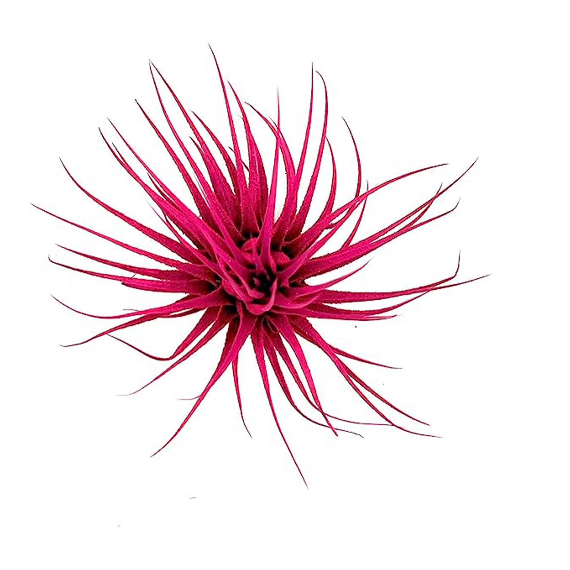 Dyed Tillandsia Ionantha Regular