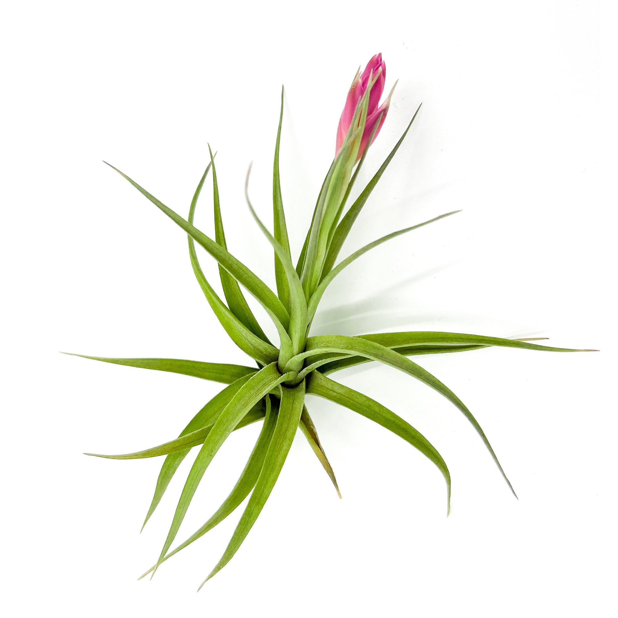 Tillandsia Aeranthos