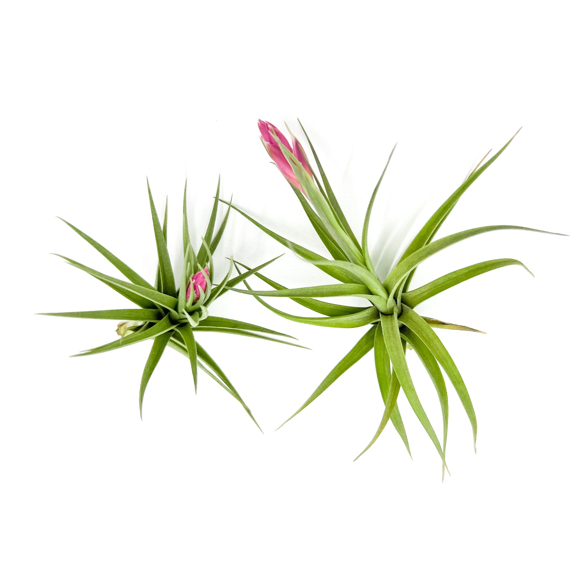 Tillandsia Aeranthos