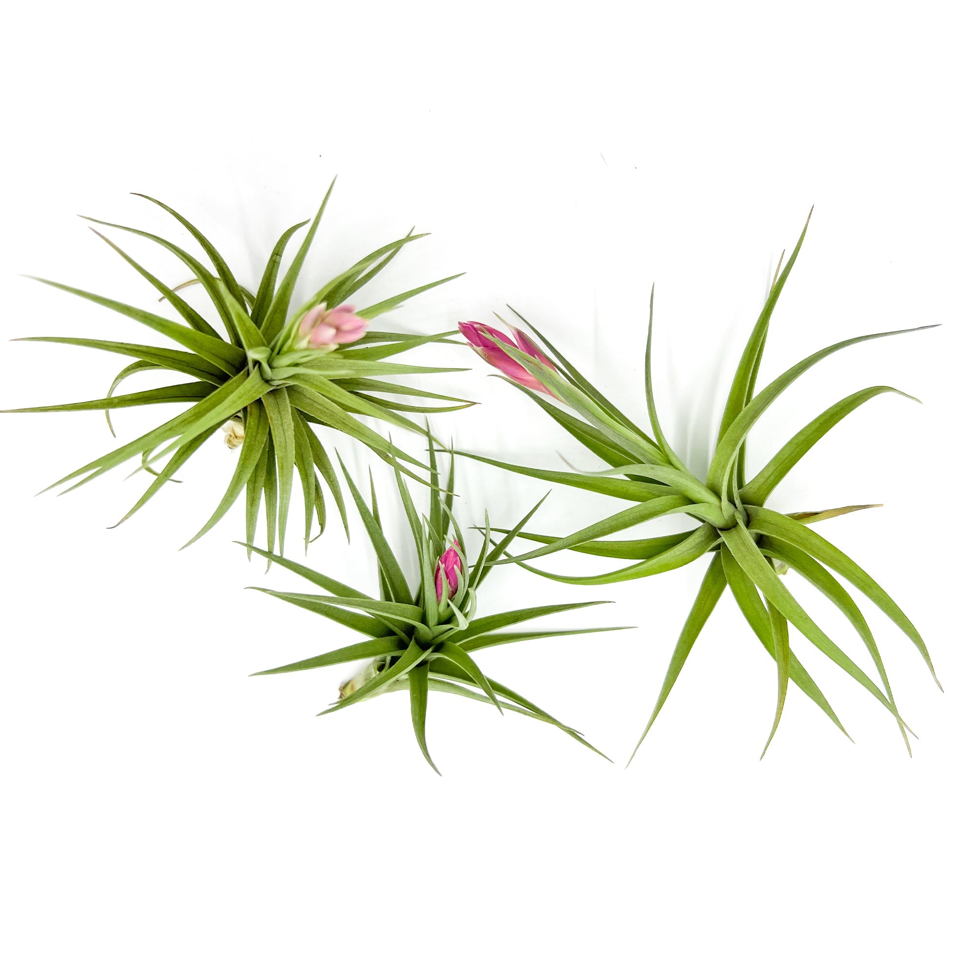 Tillandsia Aeranthos