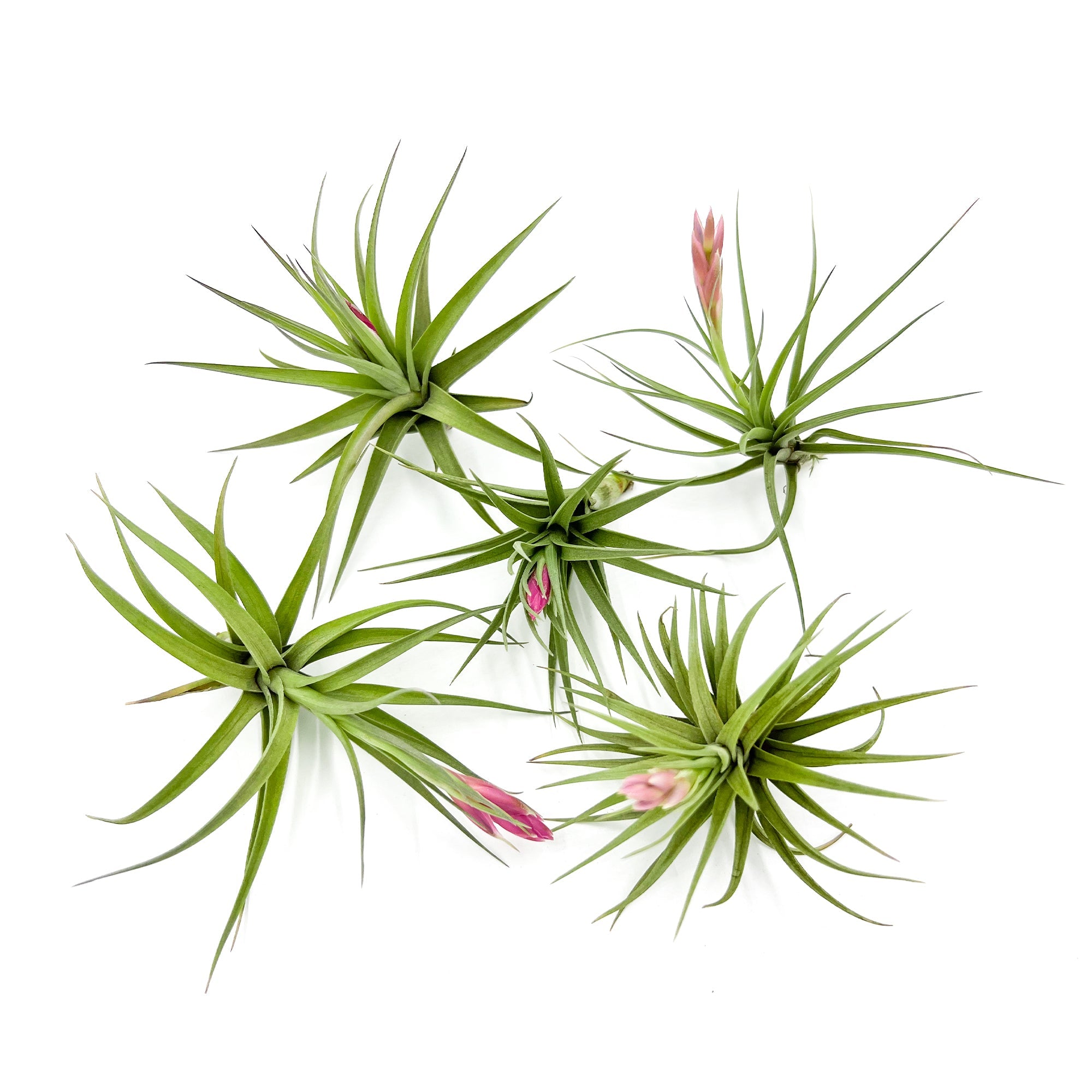 Tillandsia Aeranthos