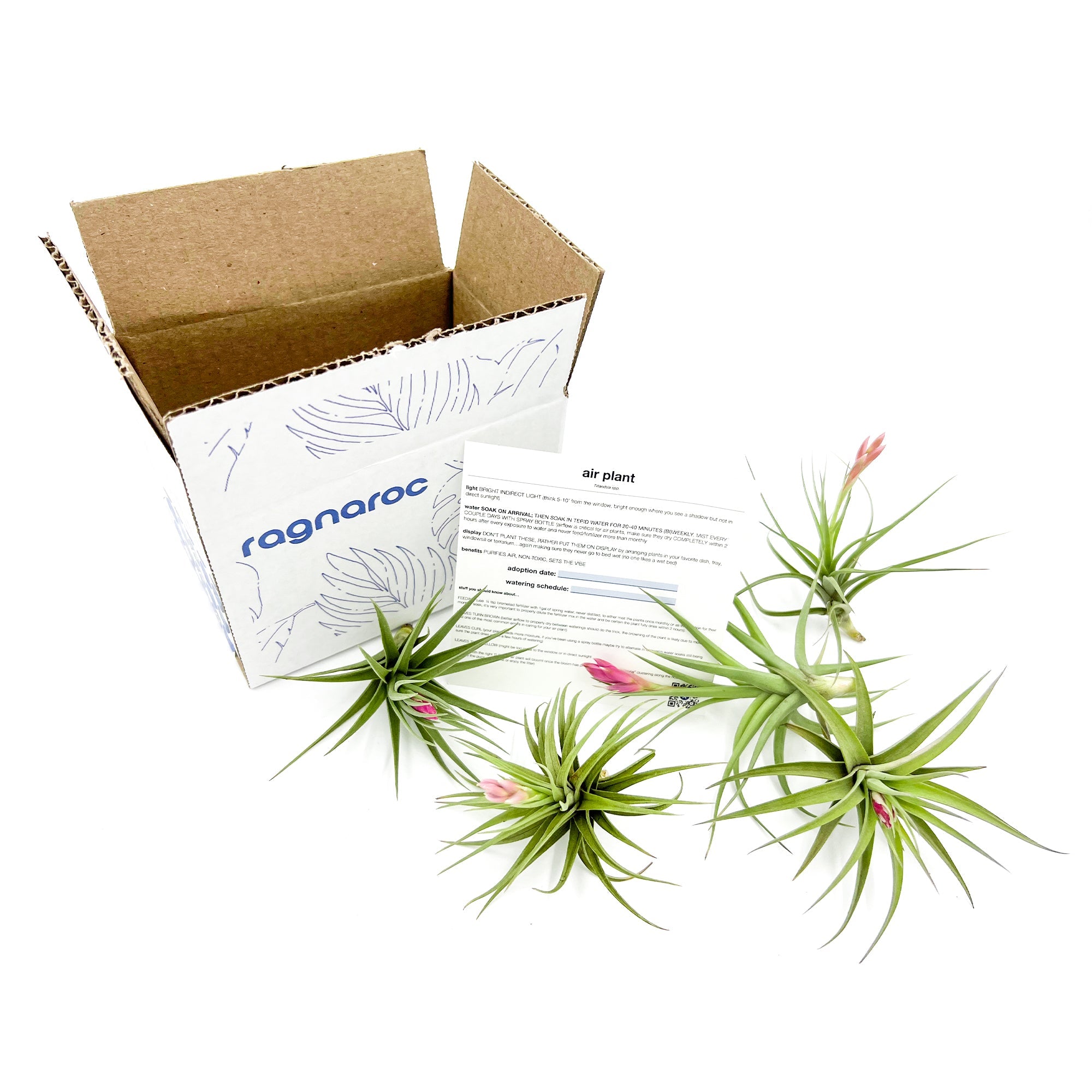 Tillandsia Aeranthos