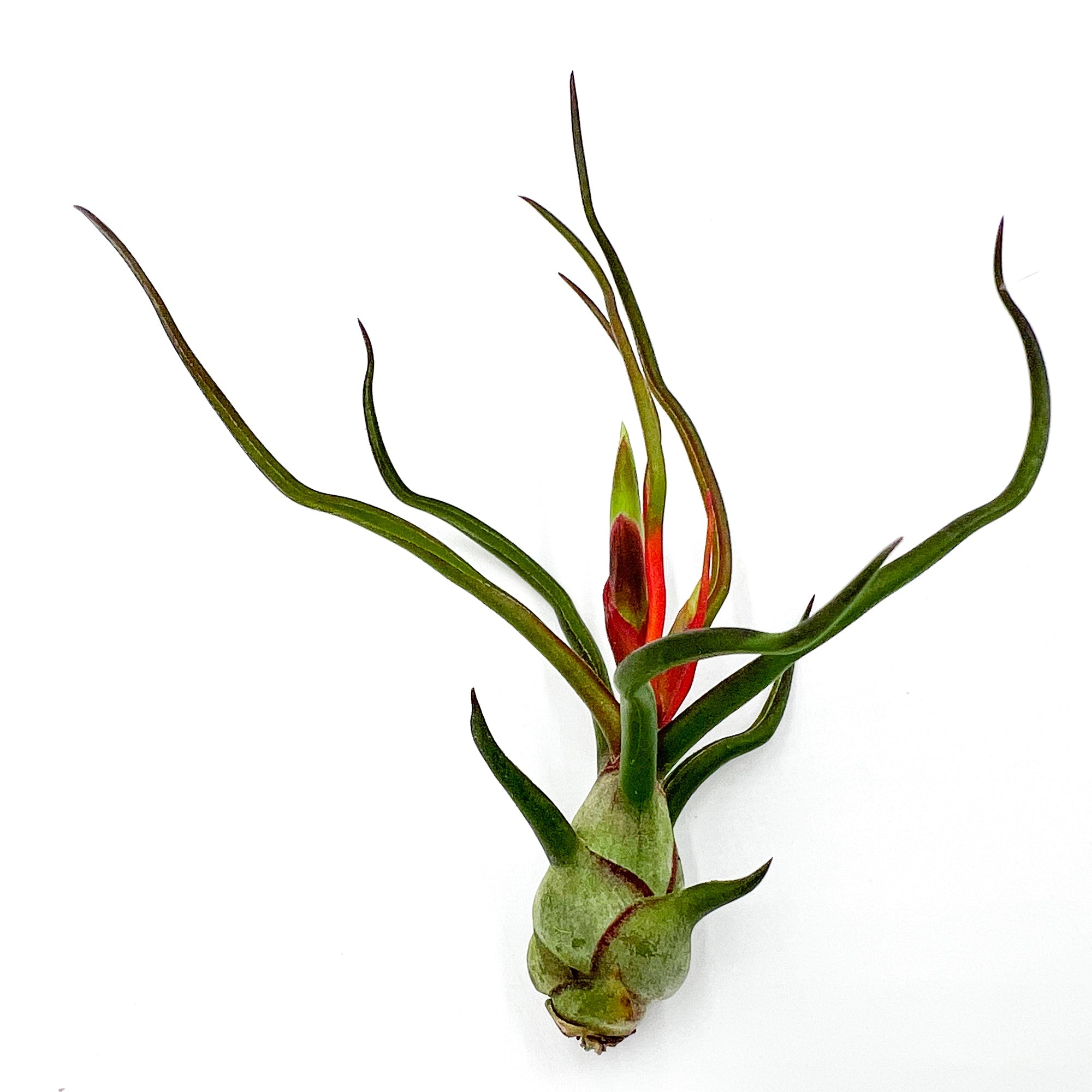 Flowering Tillandsia Bulbosa