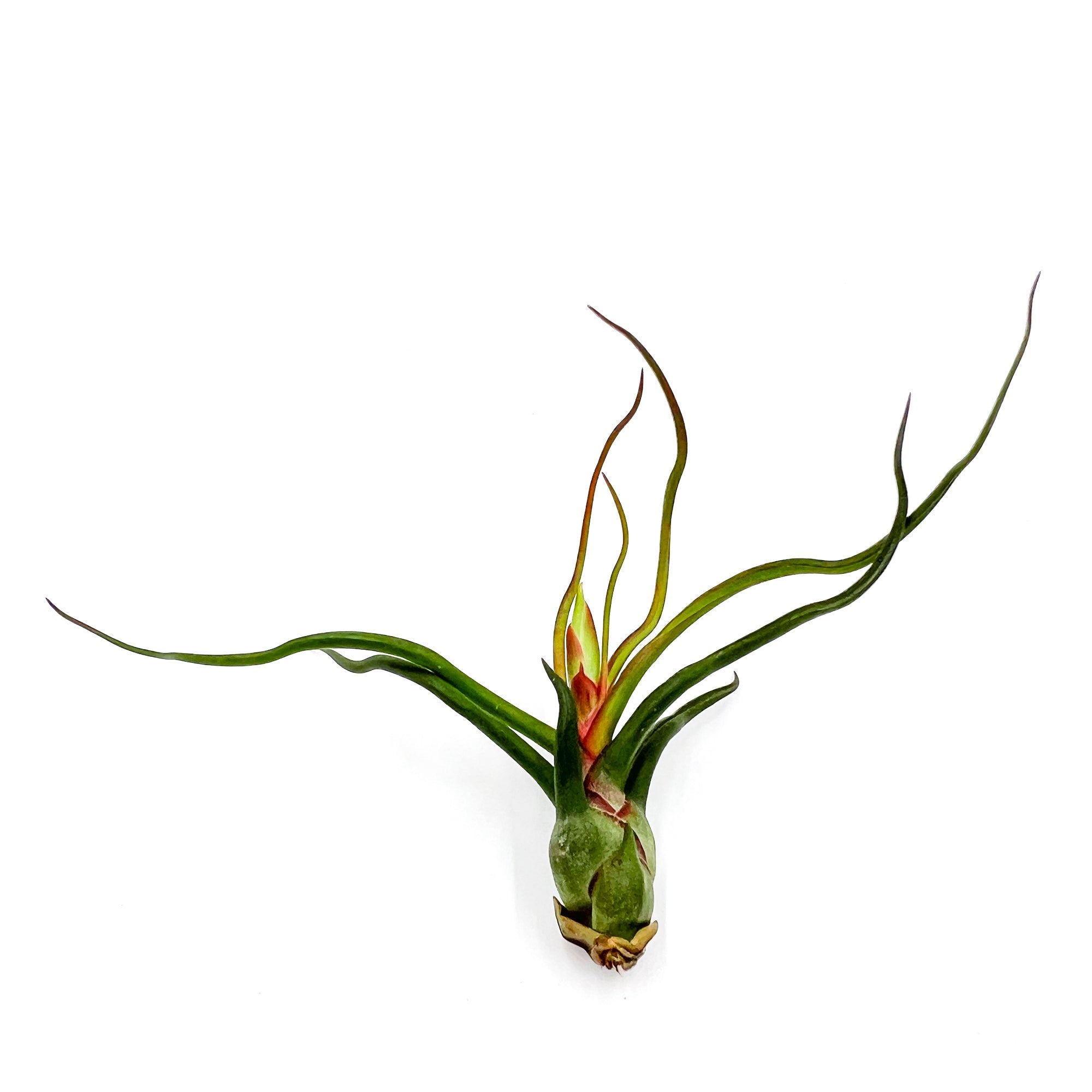 Flowering Tillandsia Bulbosa