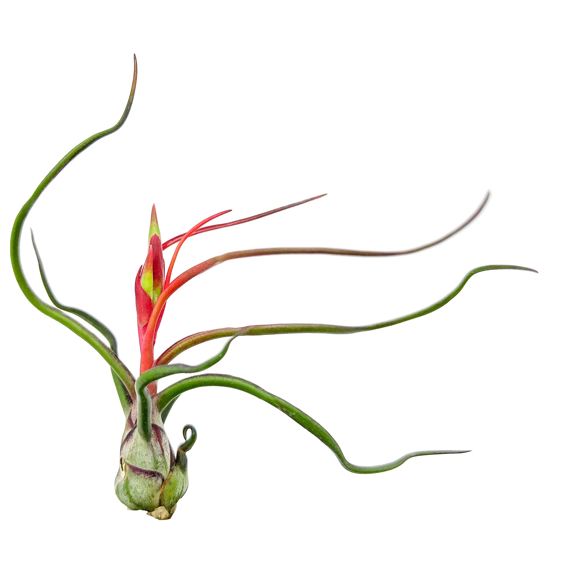 Flowering Tillandsia Bulbosa