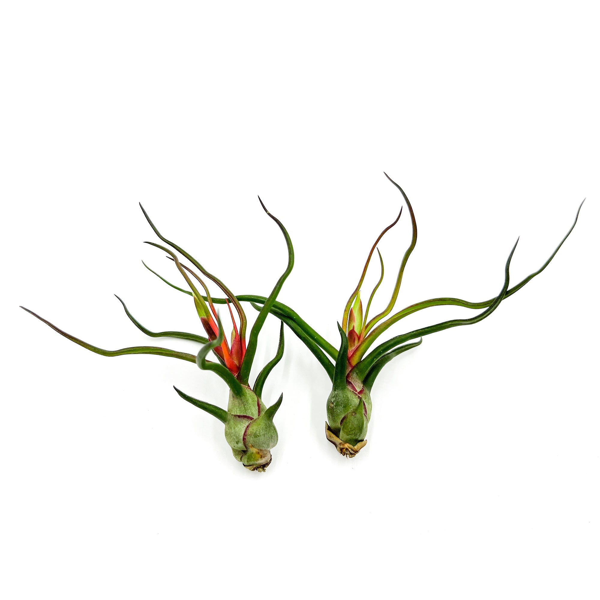 Flowering Tillandsia Bulbosa