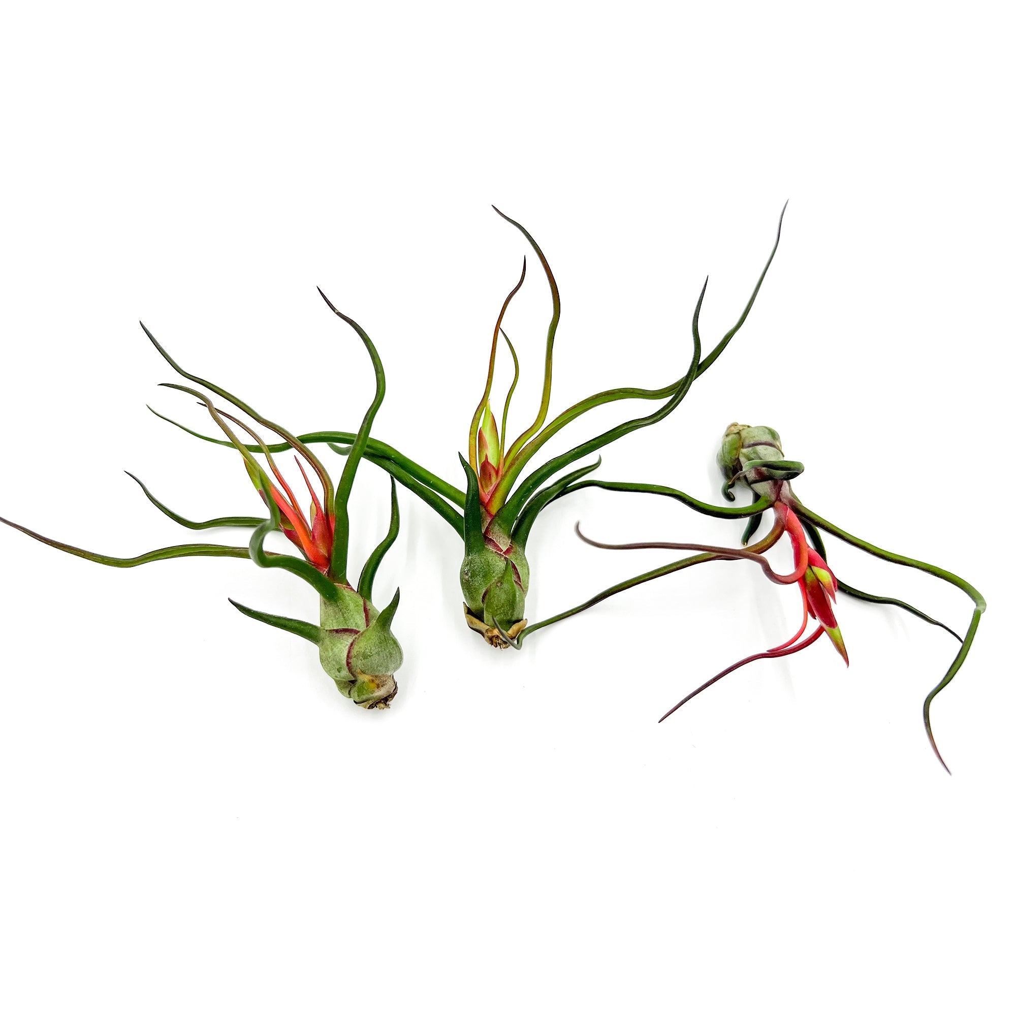 Flowering Tillandsia Bulbosa