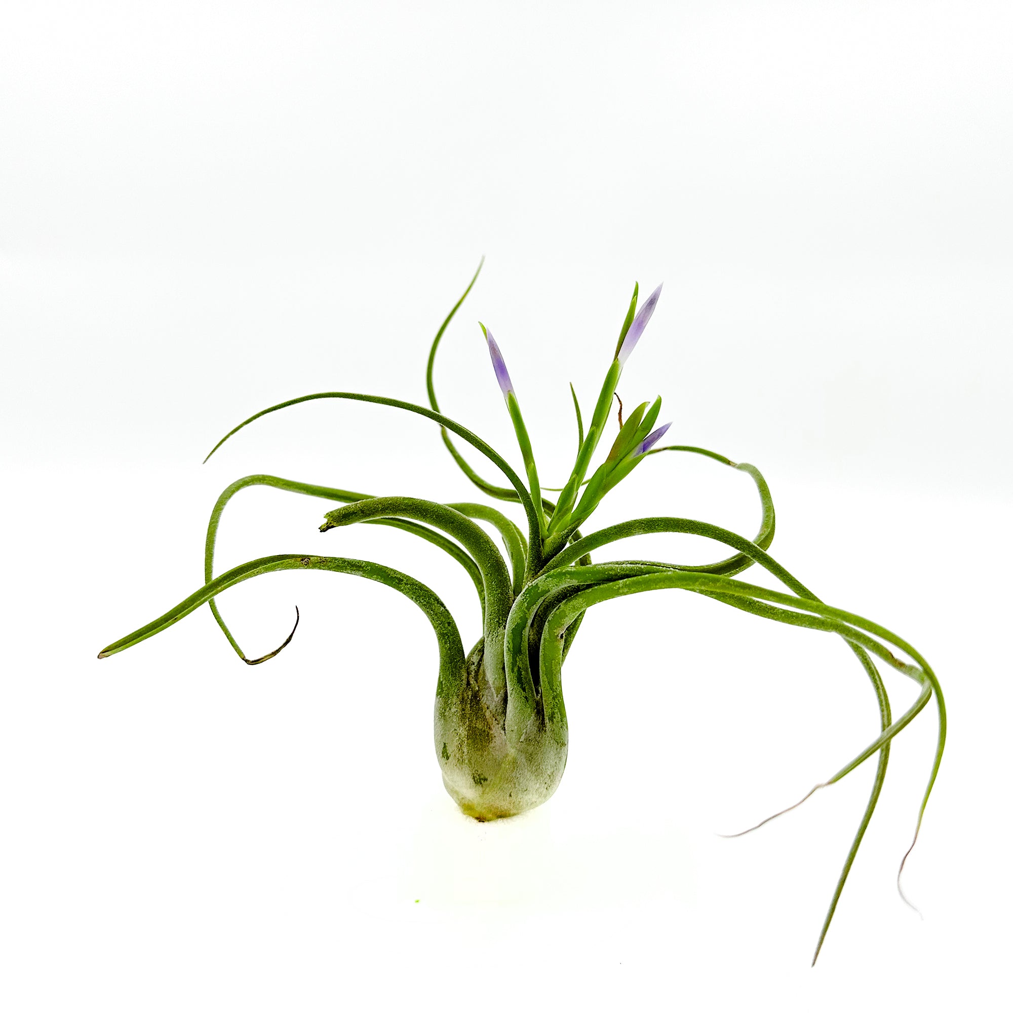 Tillandsia Caput Medusae