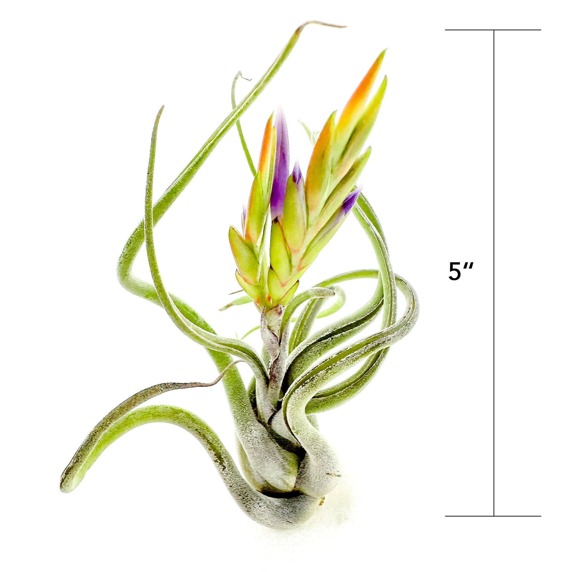 Tillandsia Caput Medusae