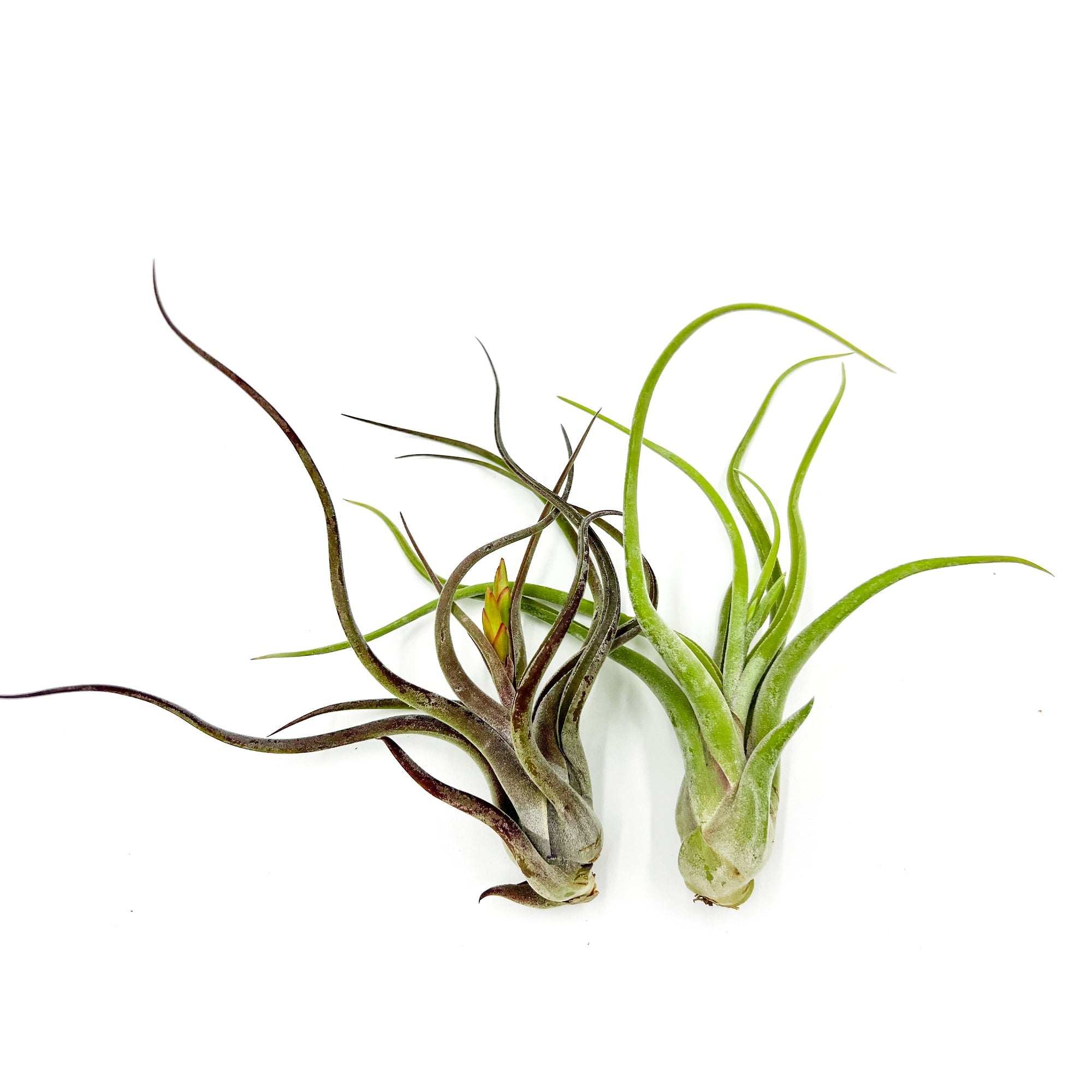 Tillandsia Caput Medusae