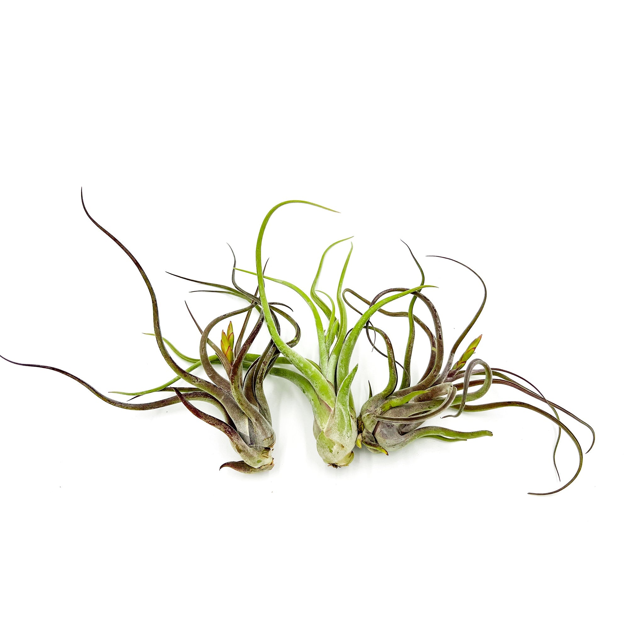 Tillandsia Caput Medusae