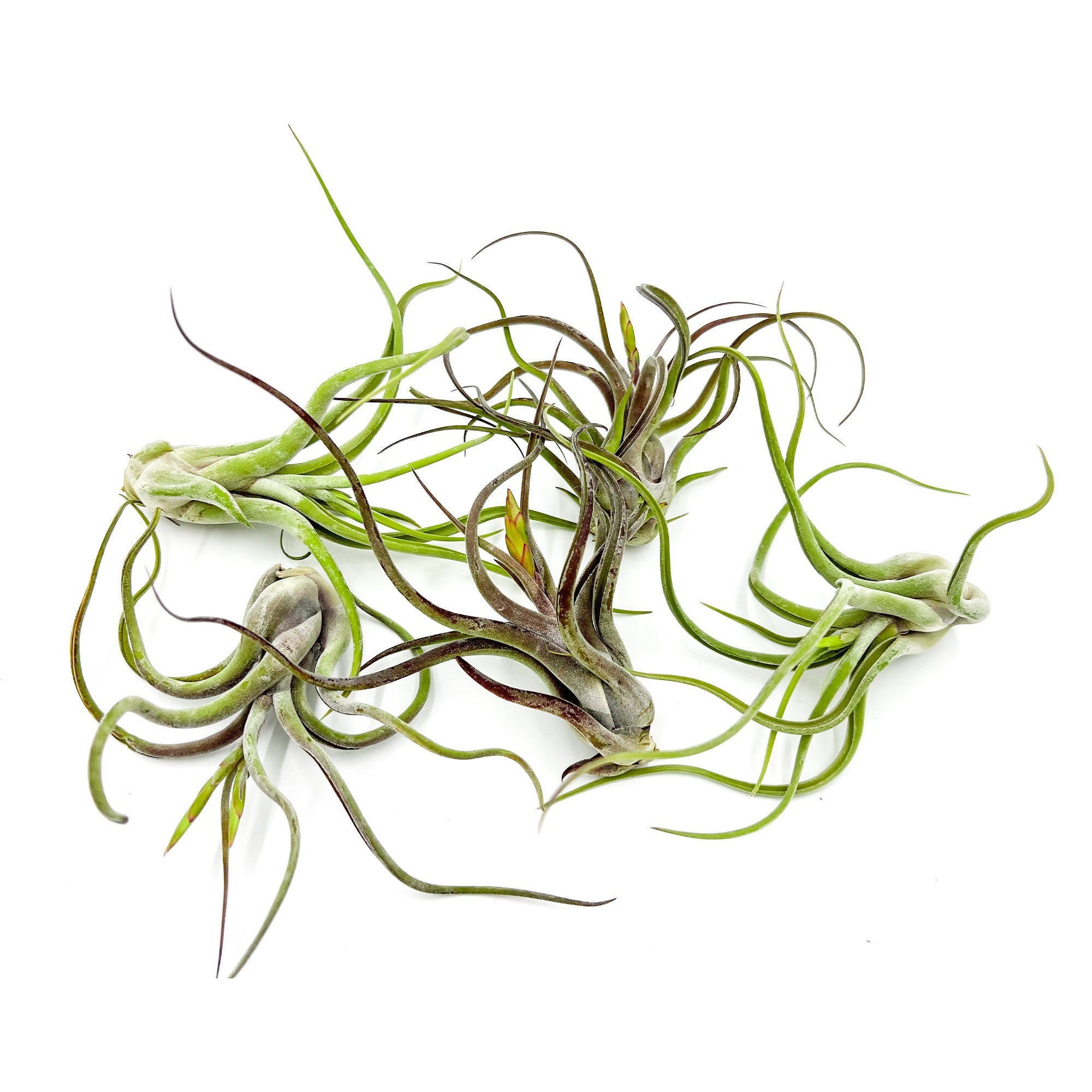 Tillandsia Caput Medusae