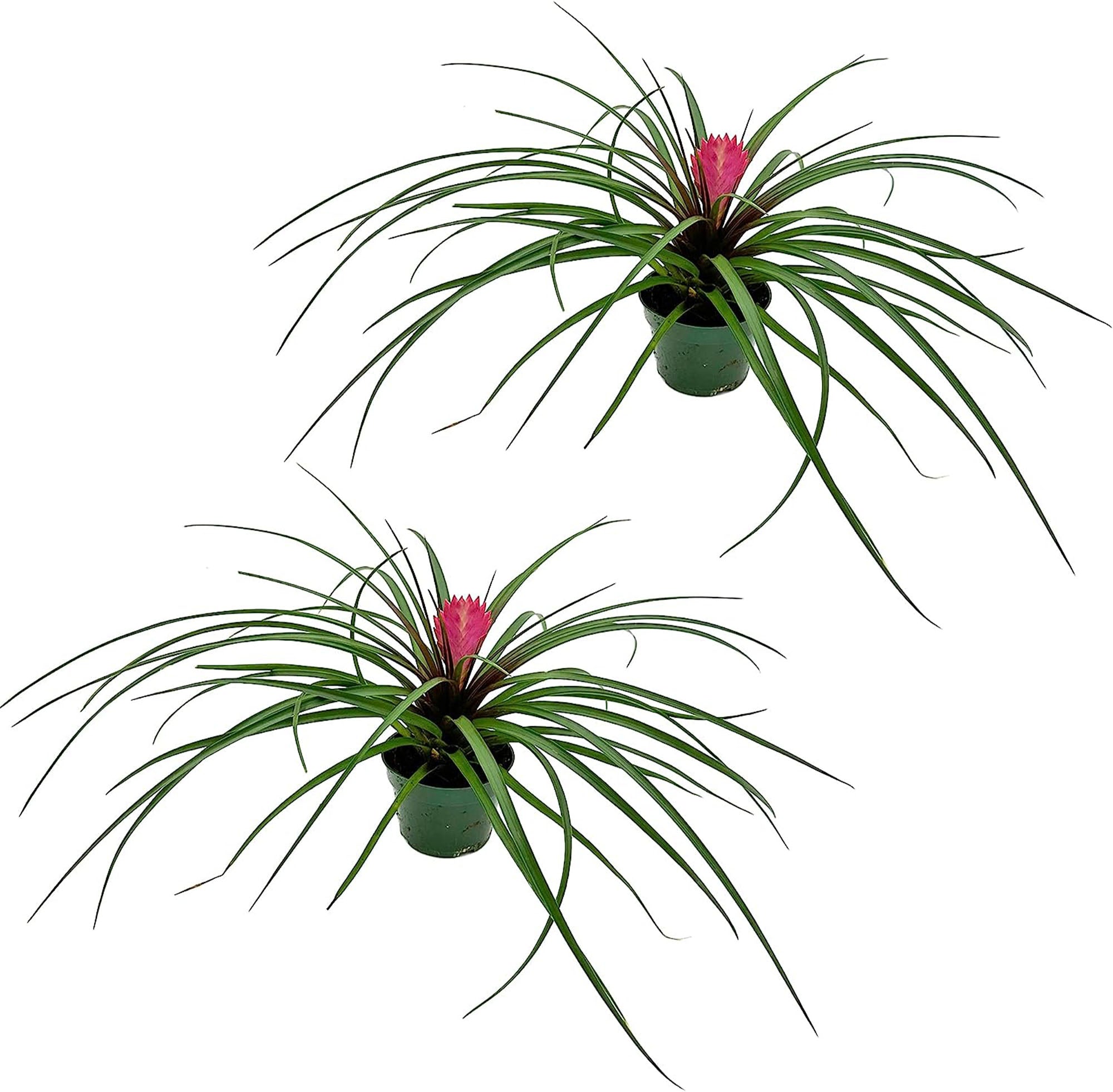 Tillandsia Cyanea